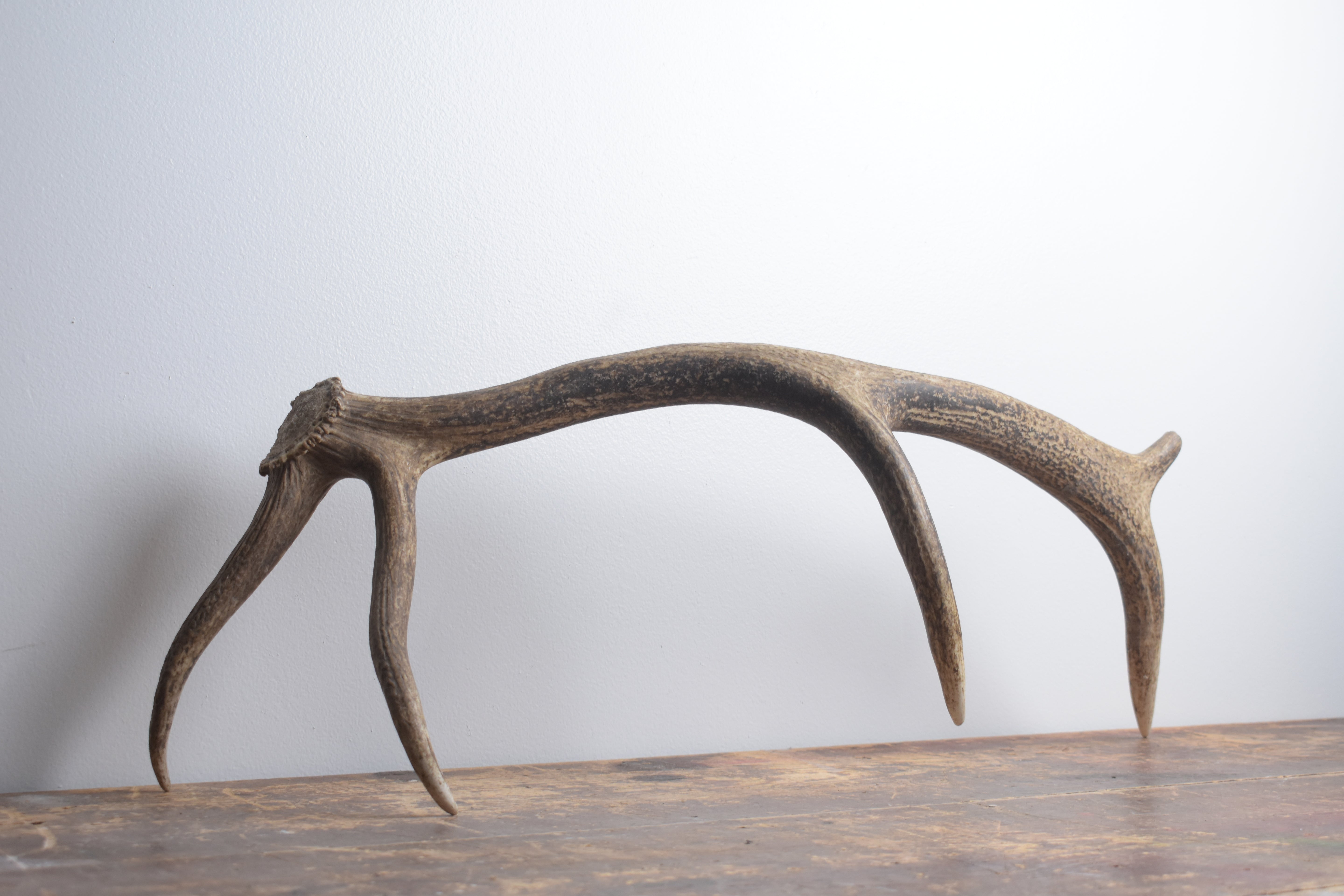 Elk Antler | Small Size | 139