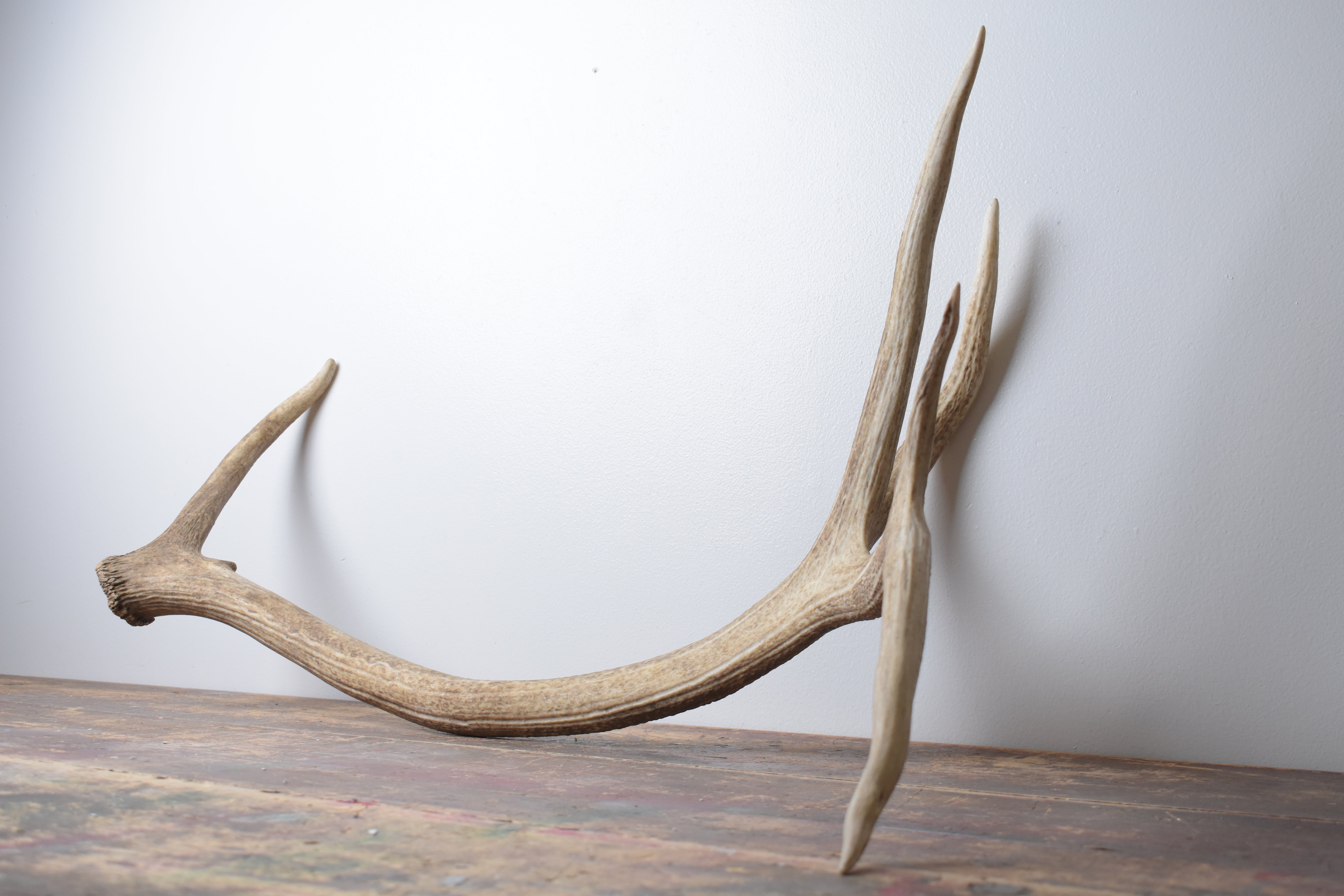 Elk Antler | Extra-Large Size | 175