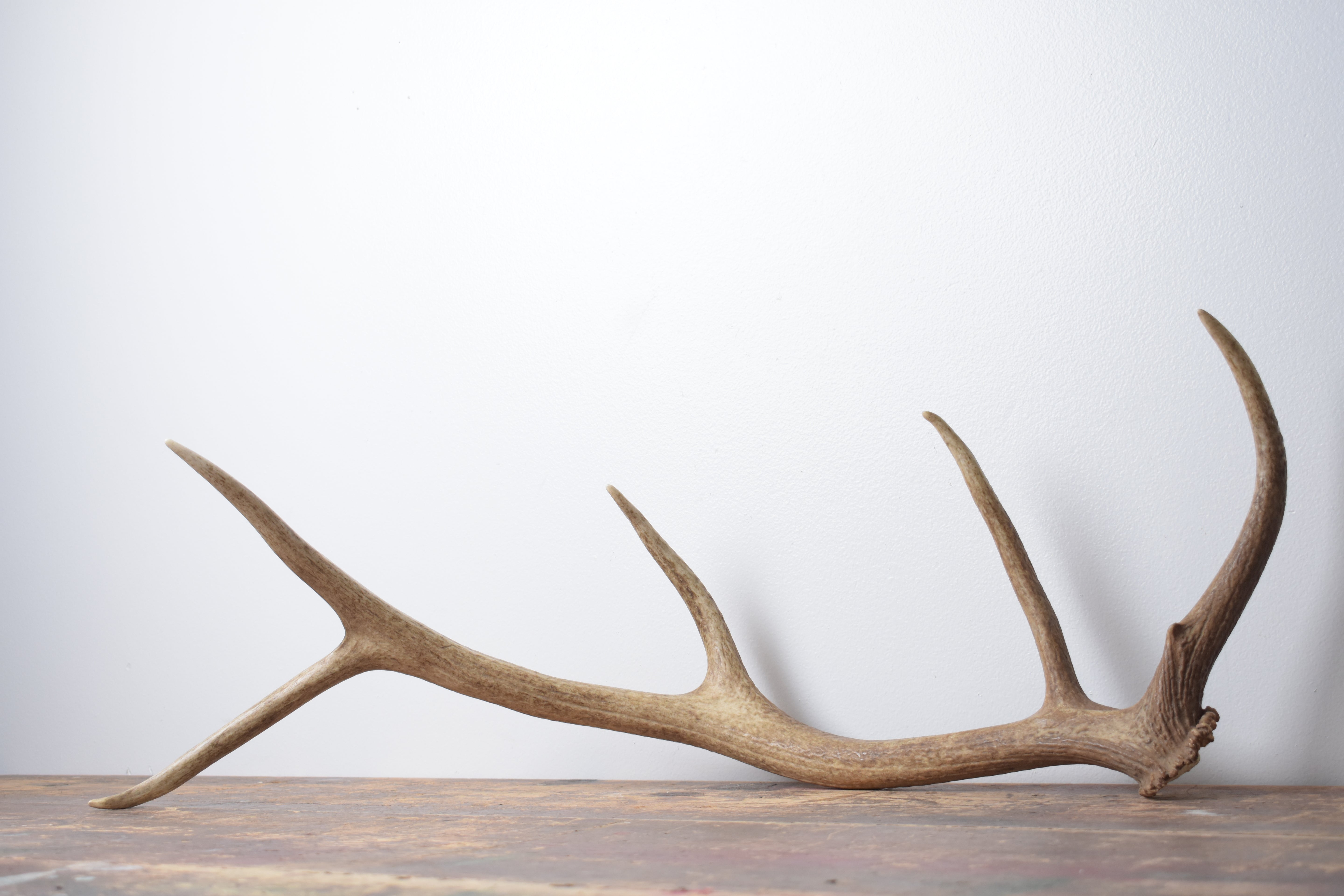 Elk Antler | Small Size | 171