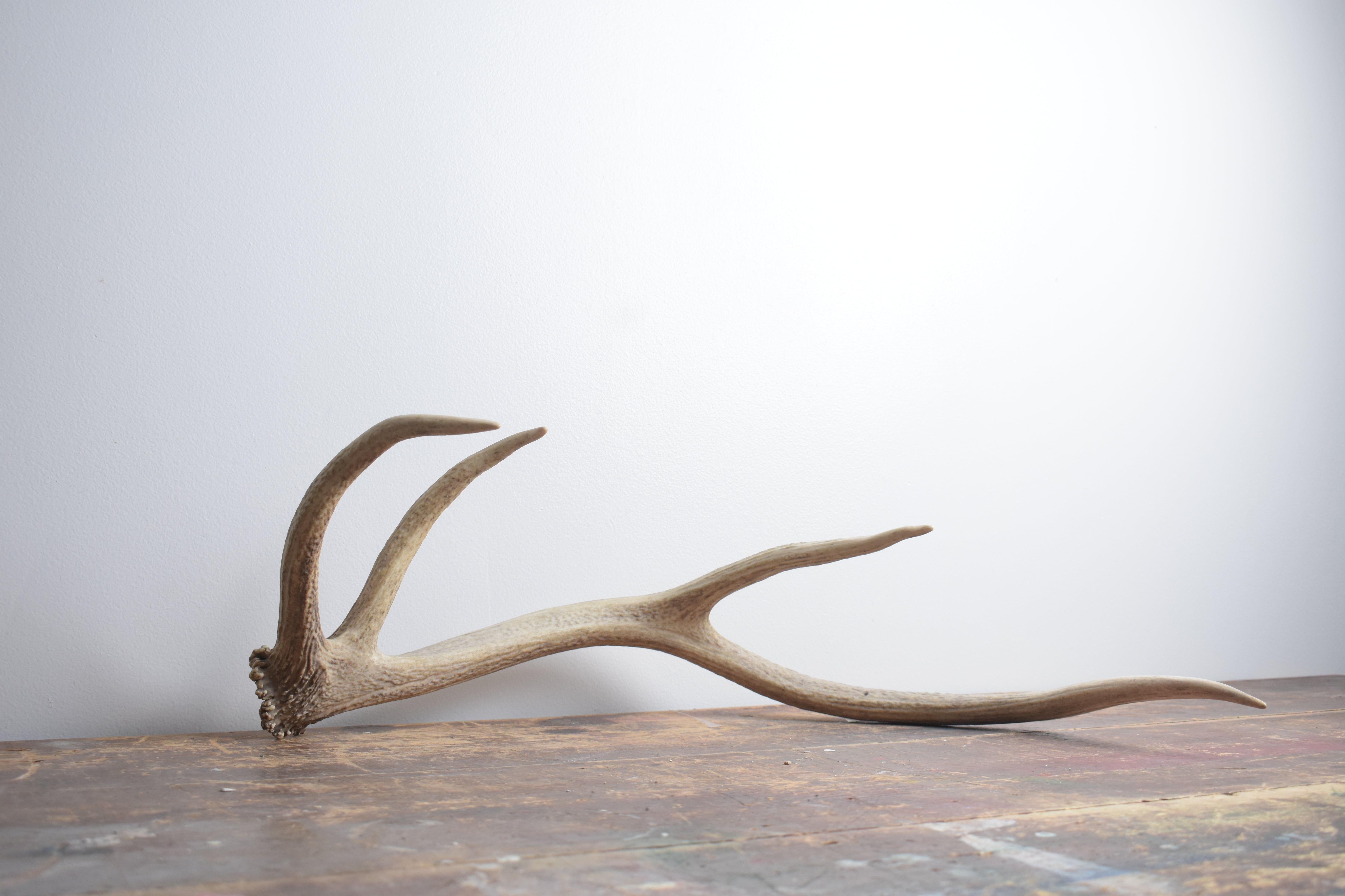 Elk Antler | Small Size | 129