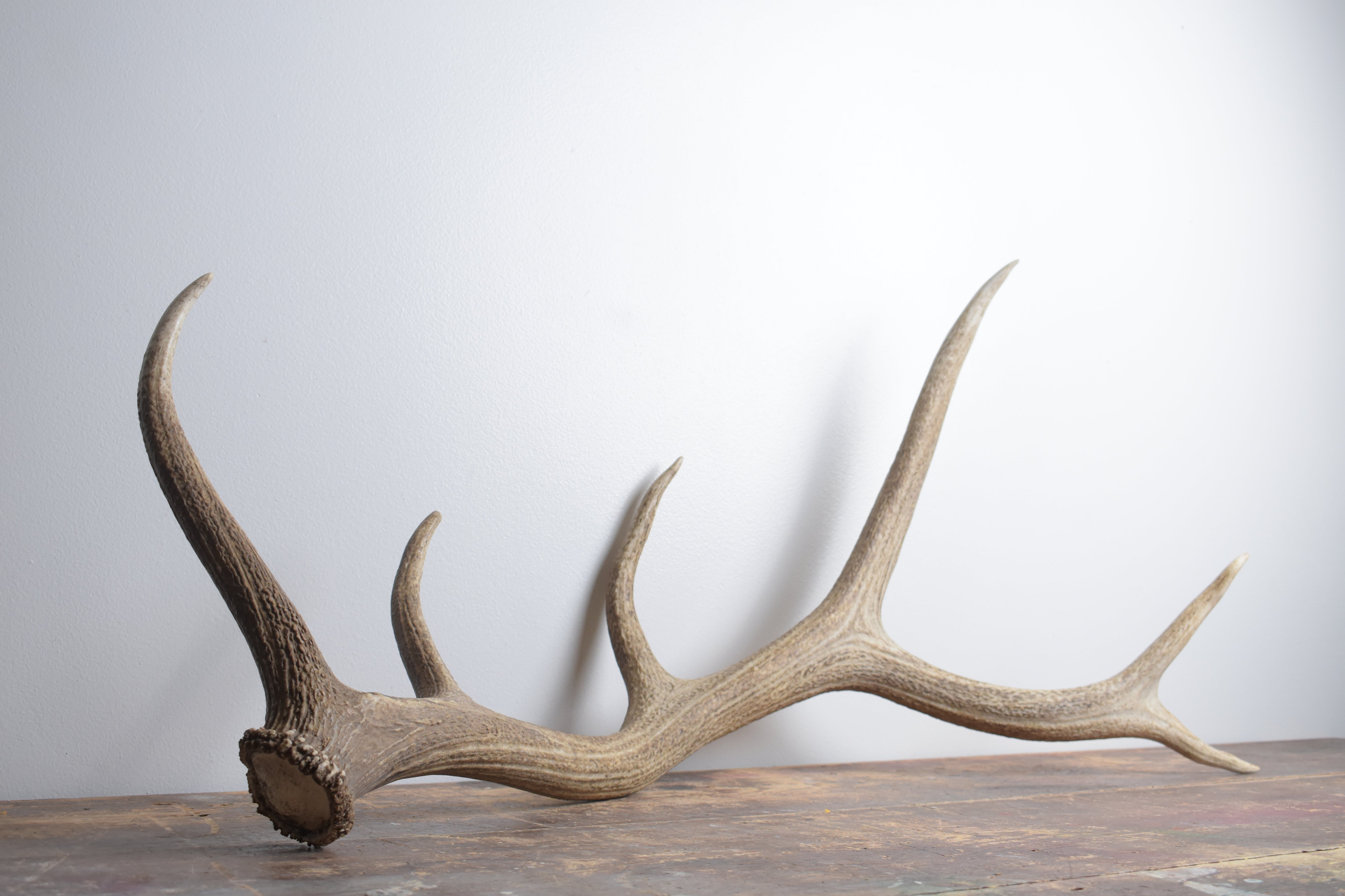 Elk Antler | Large Size | 161