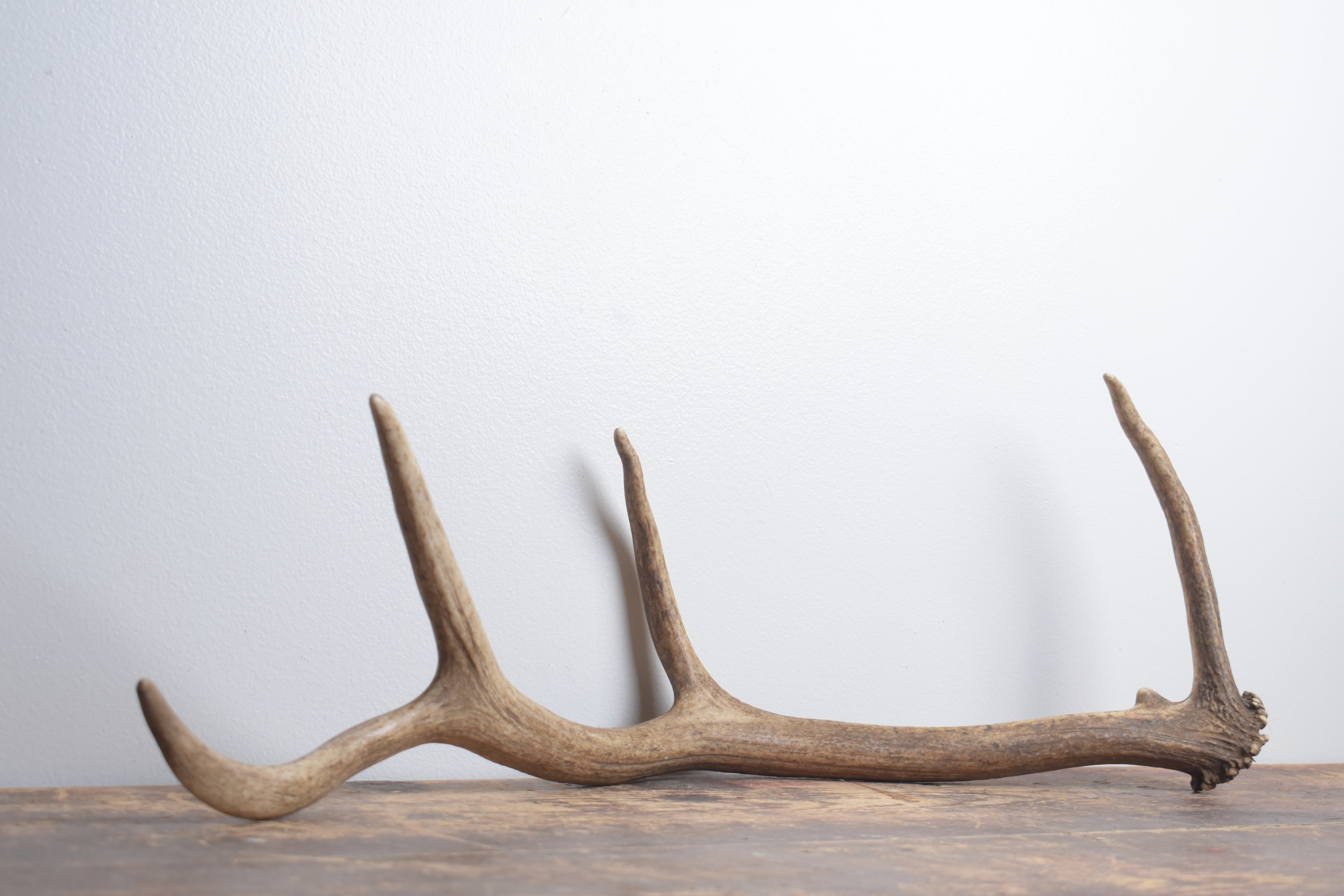 Elk Antler | Small Size | 149