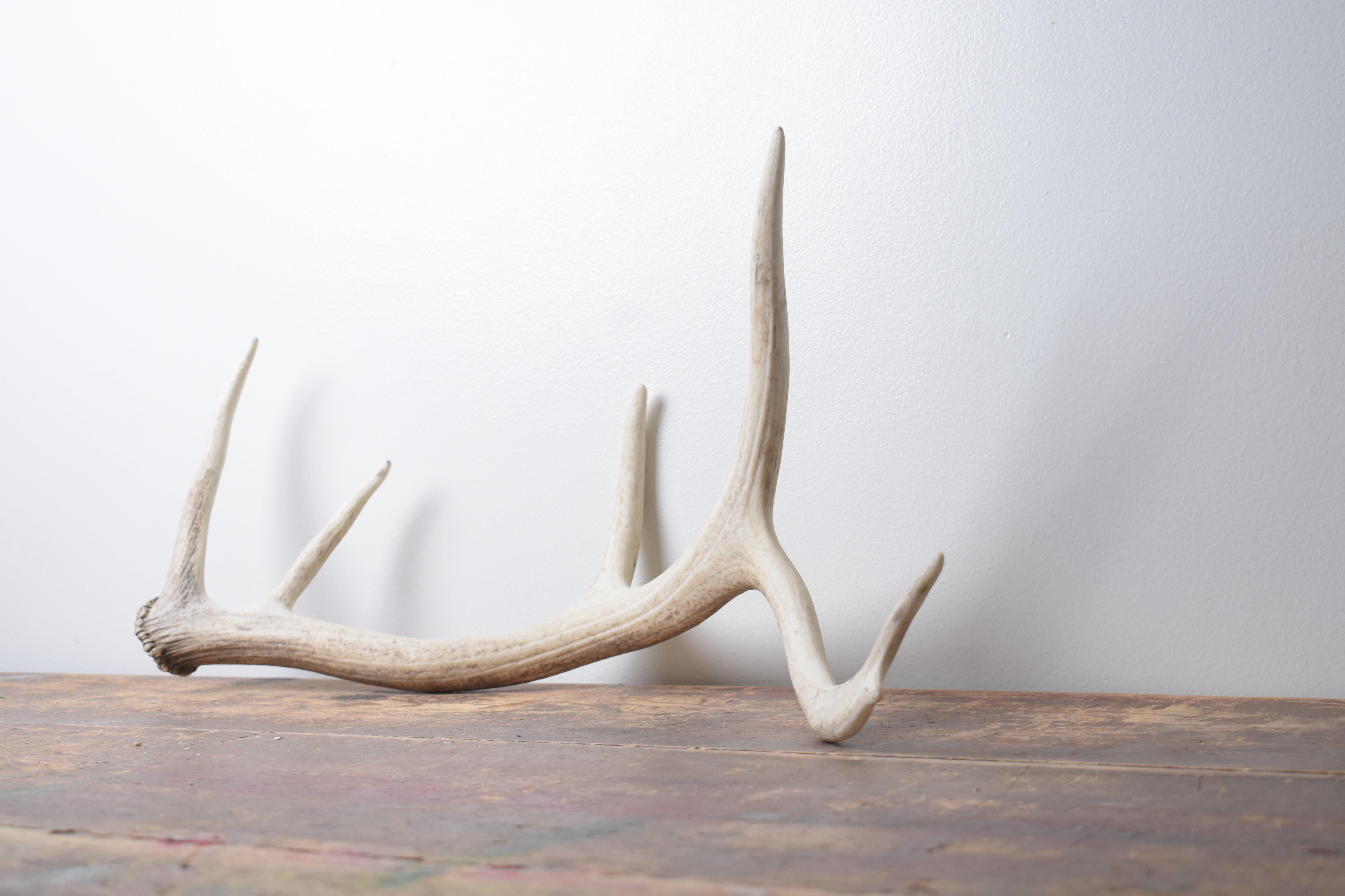 Elk Antler | Small Size | 125