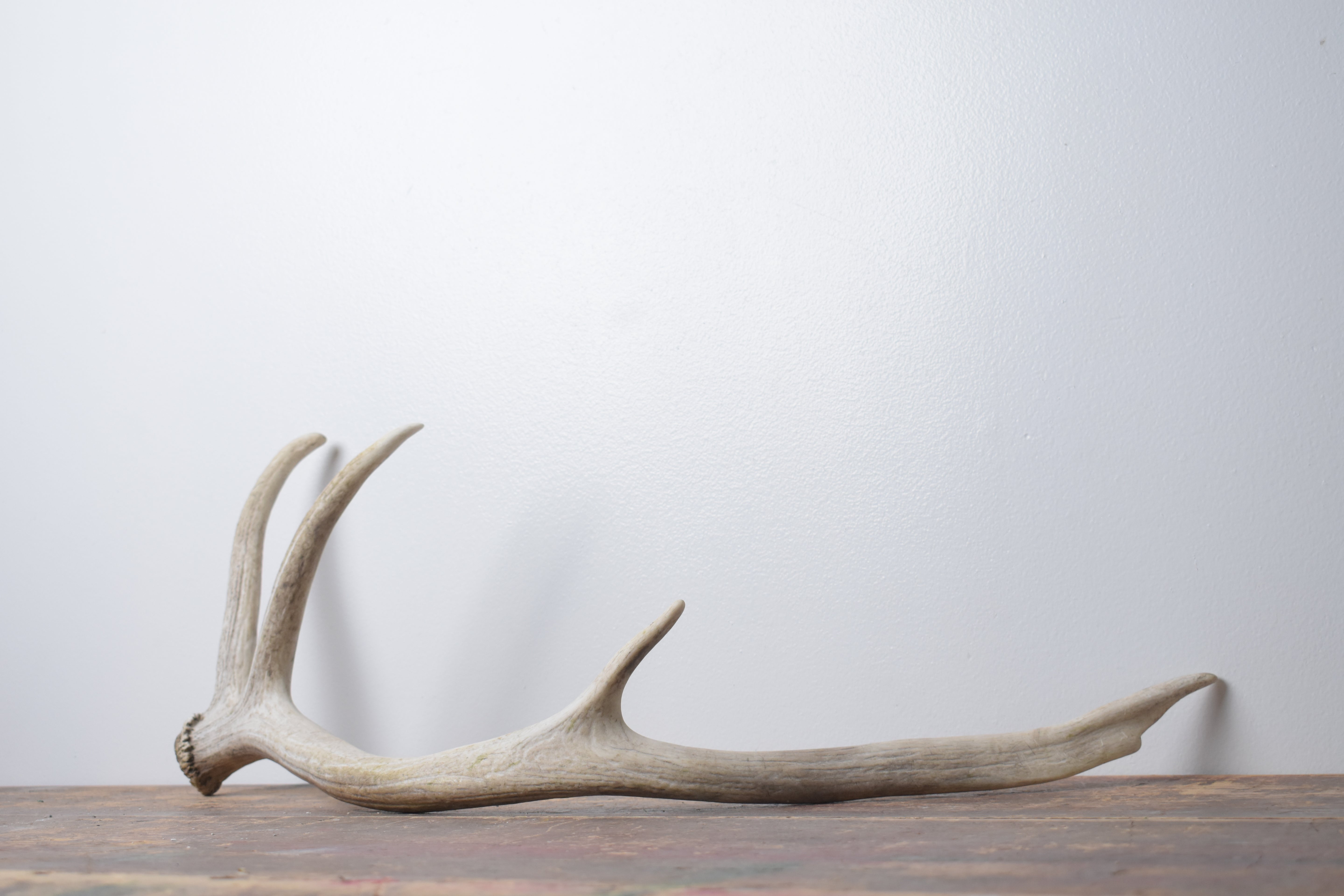 Elk Antler | Small Size | 144