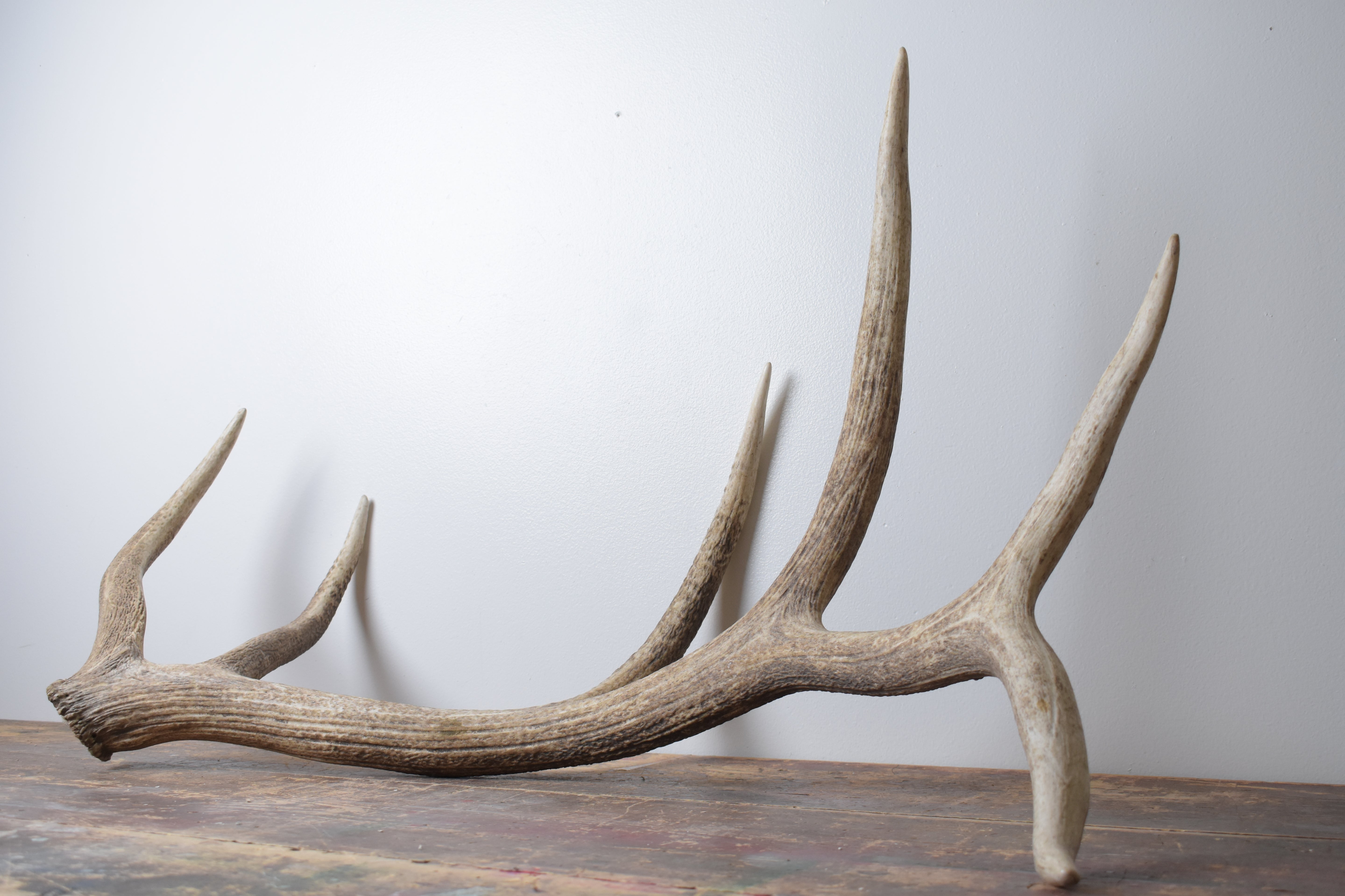 Elk Antler | Extra-Large Size | 174