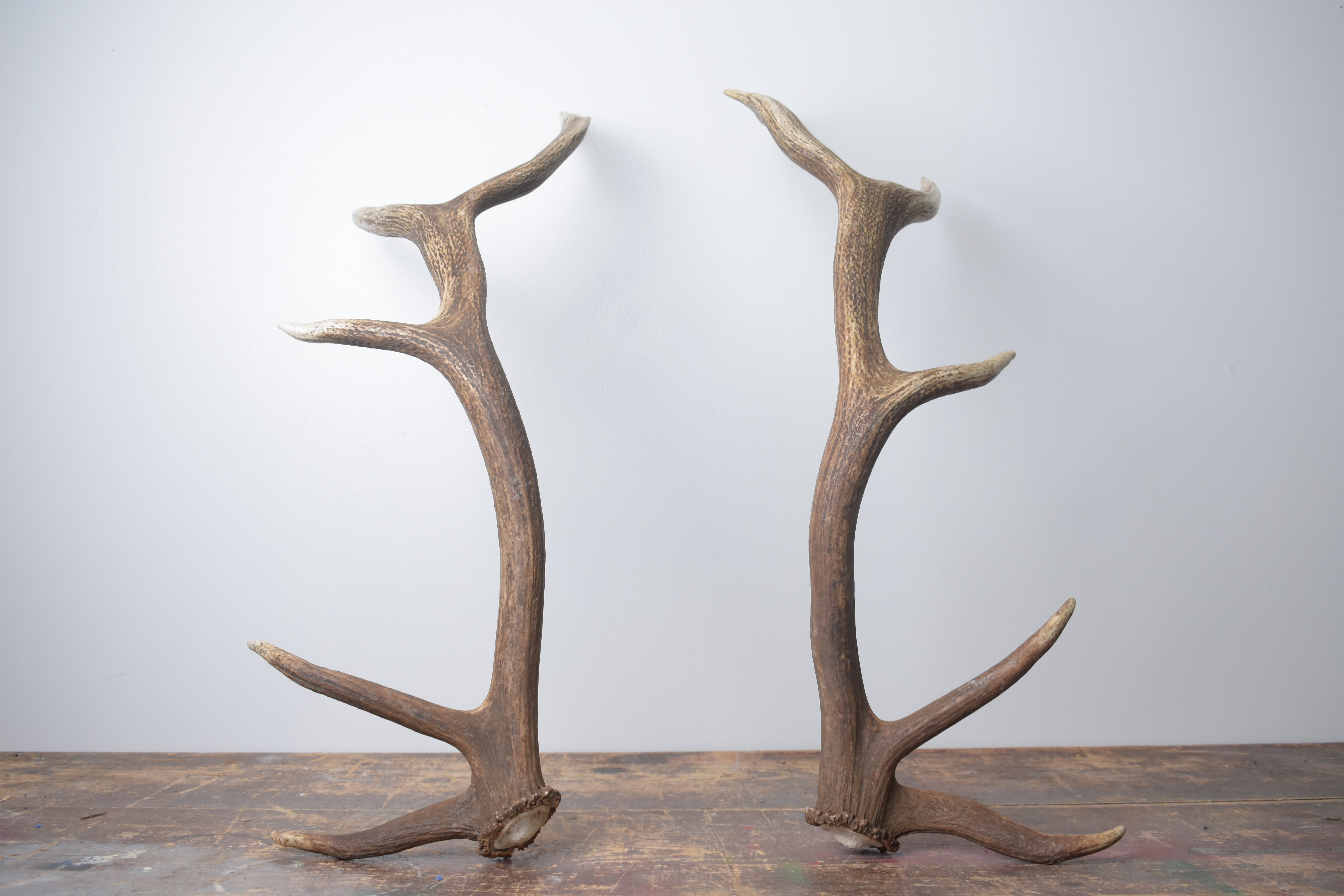 Elk Antler Set | Medium | 168