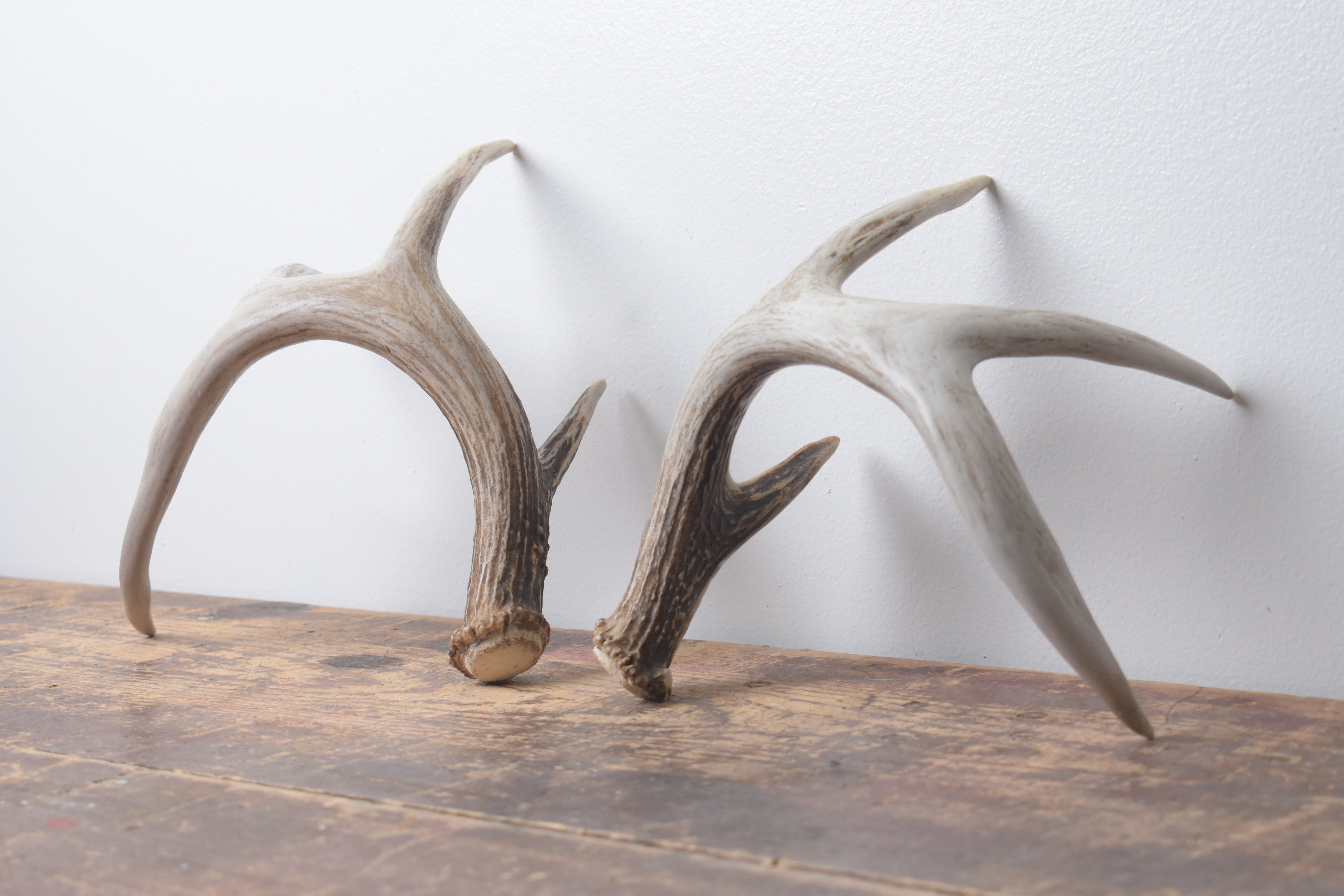 Whitetail Deer Antler Set | Small | 3