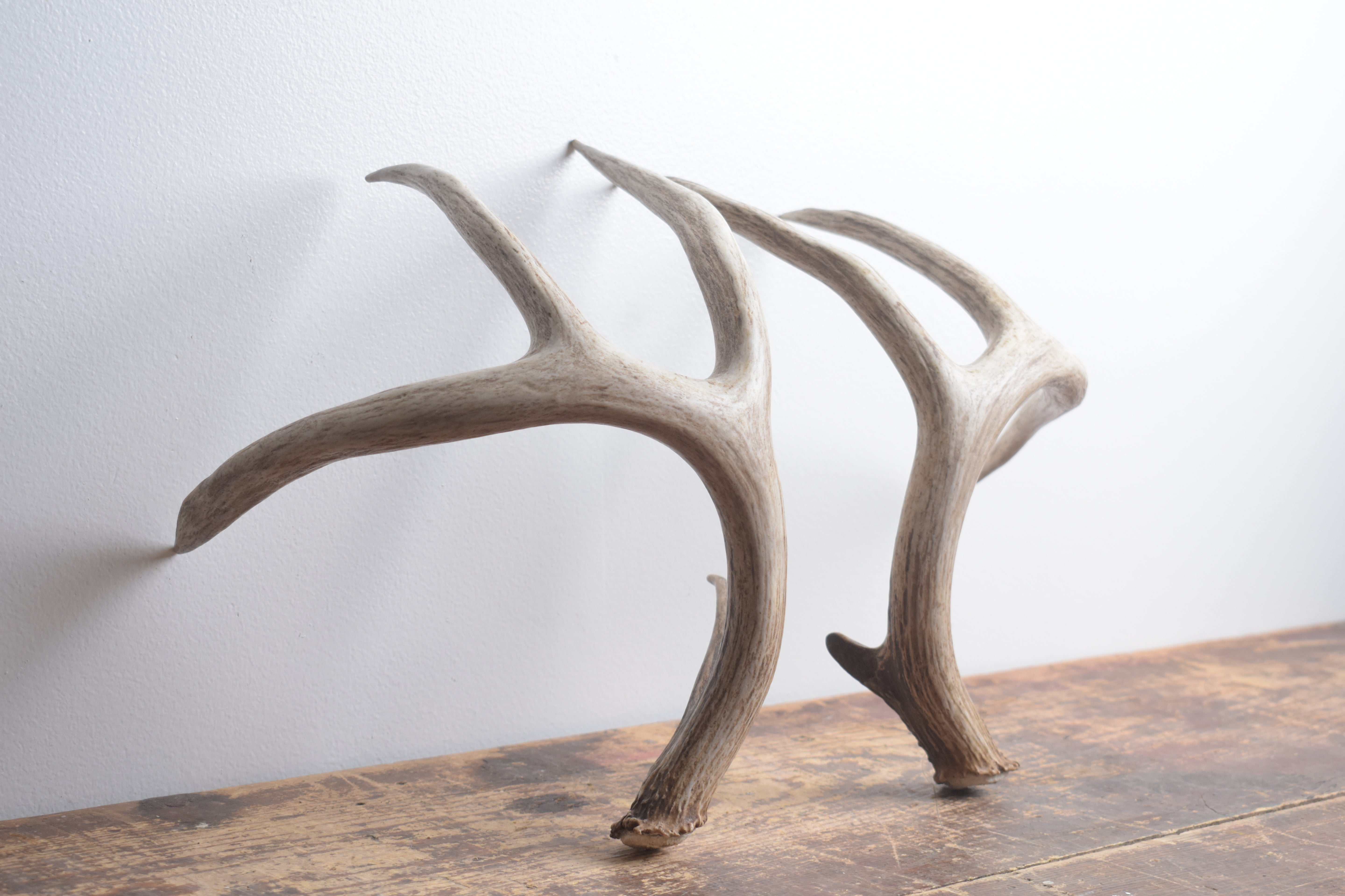 Whitetail Deer Antler Set | Large | 4