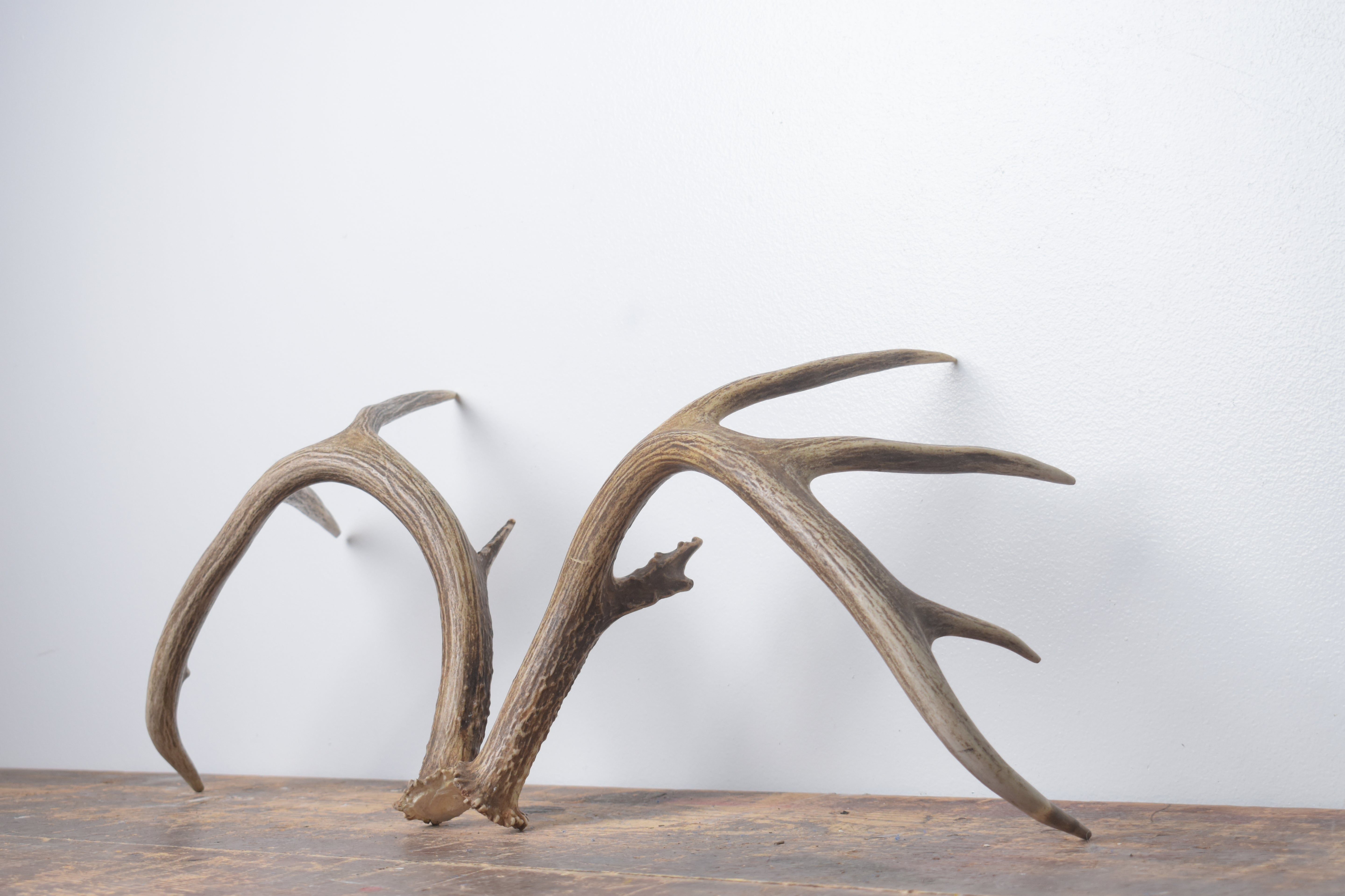 Whitetail Deer Antler Set | Large | 6