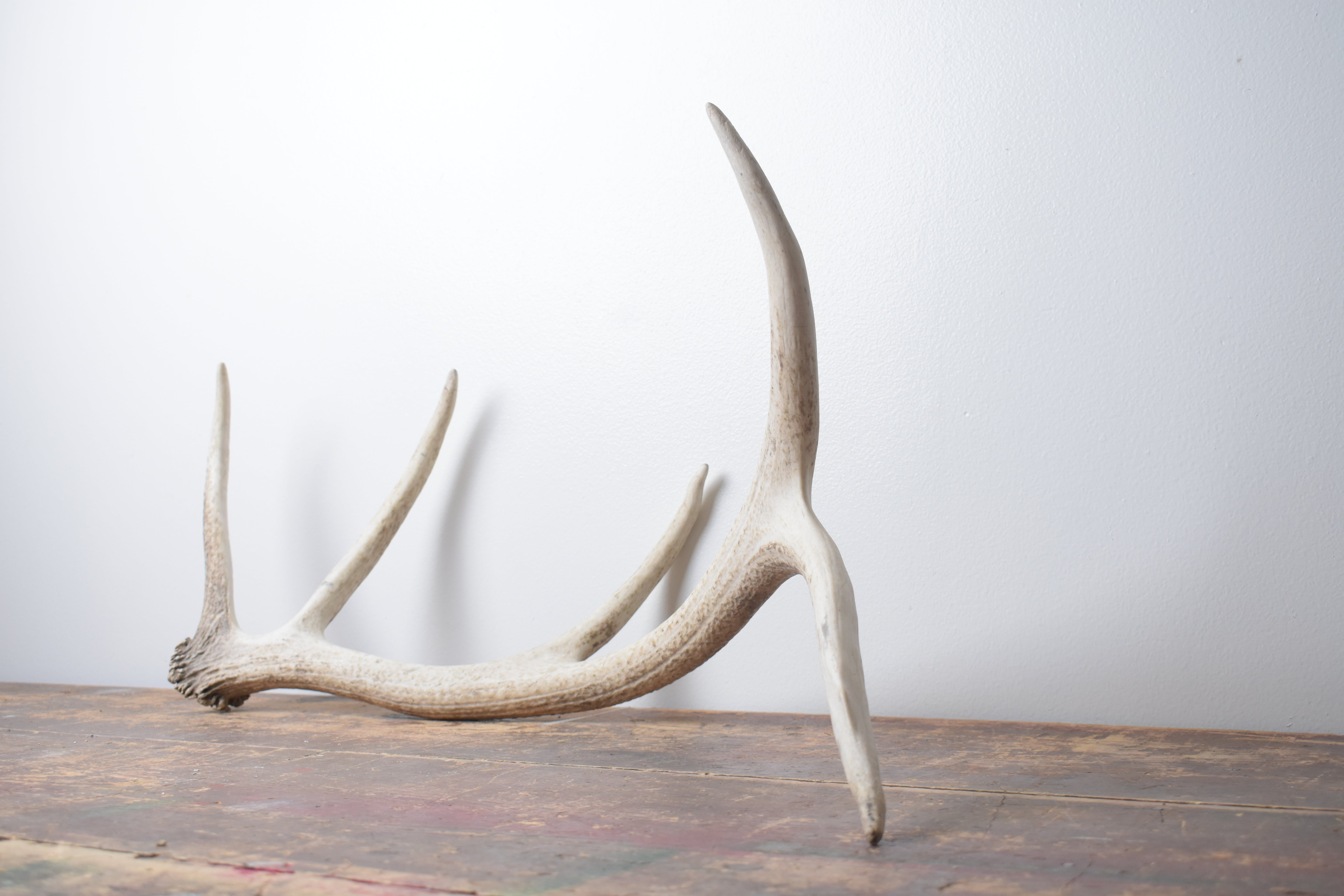Elk Antler | Medium Size | 121