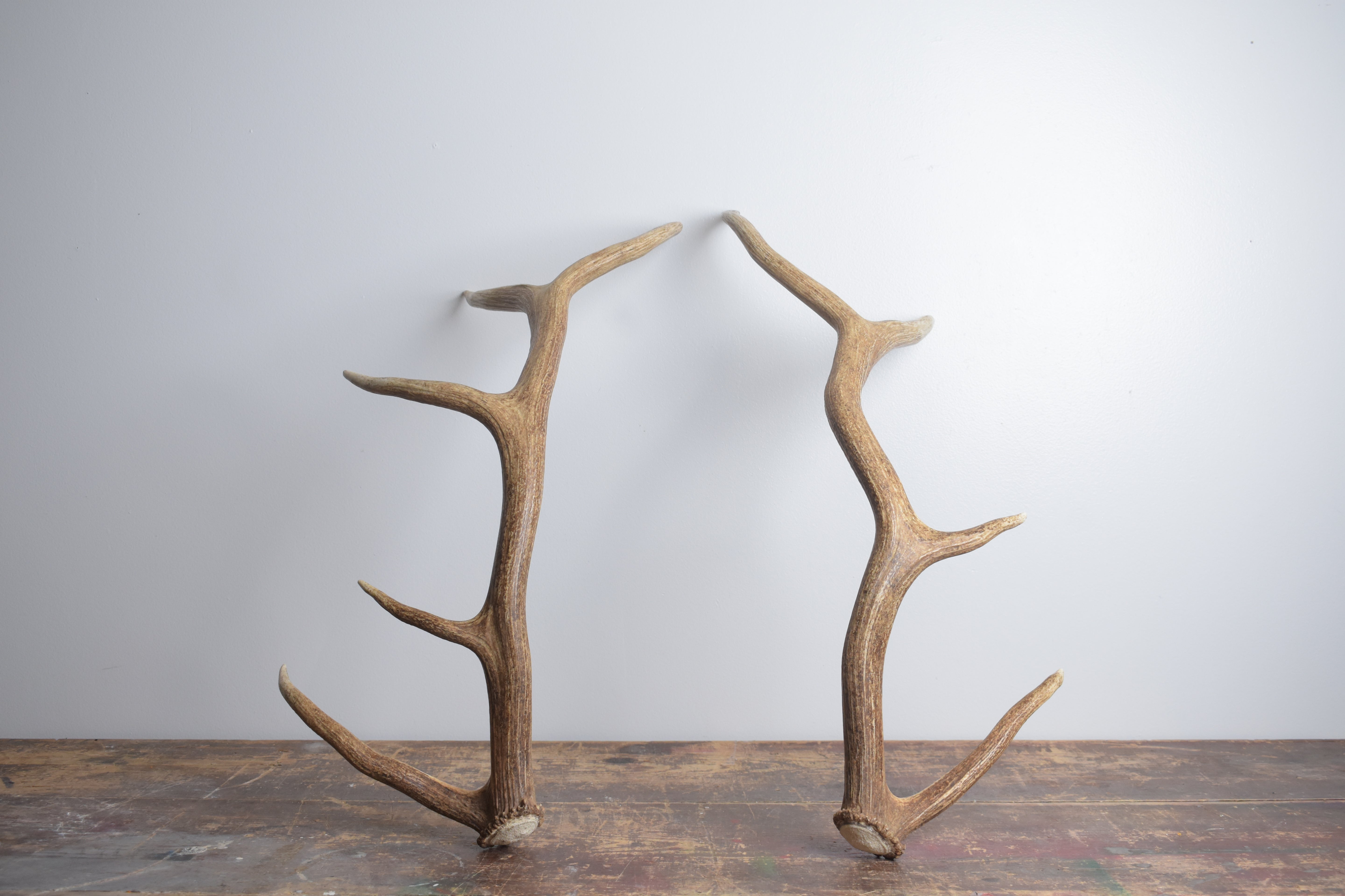 Elk Antler Set | Medium | 153