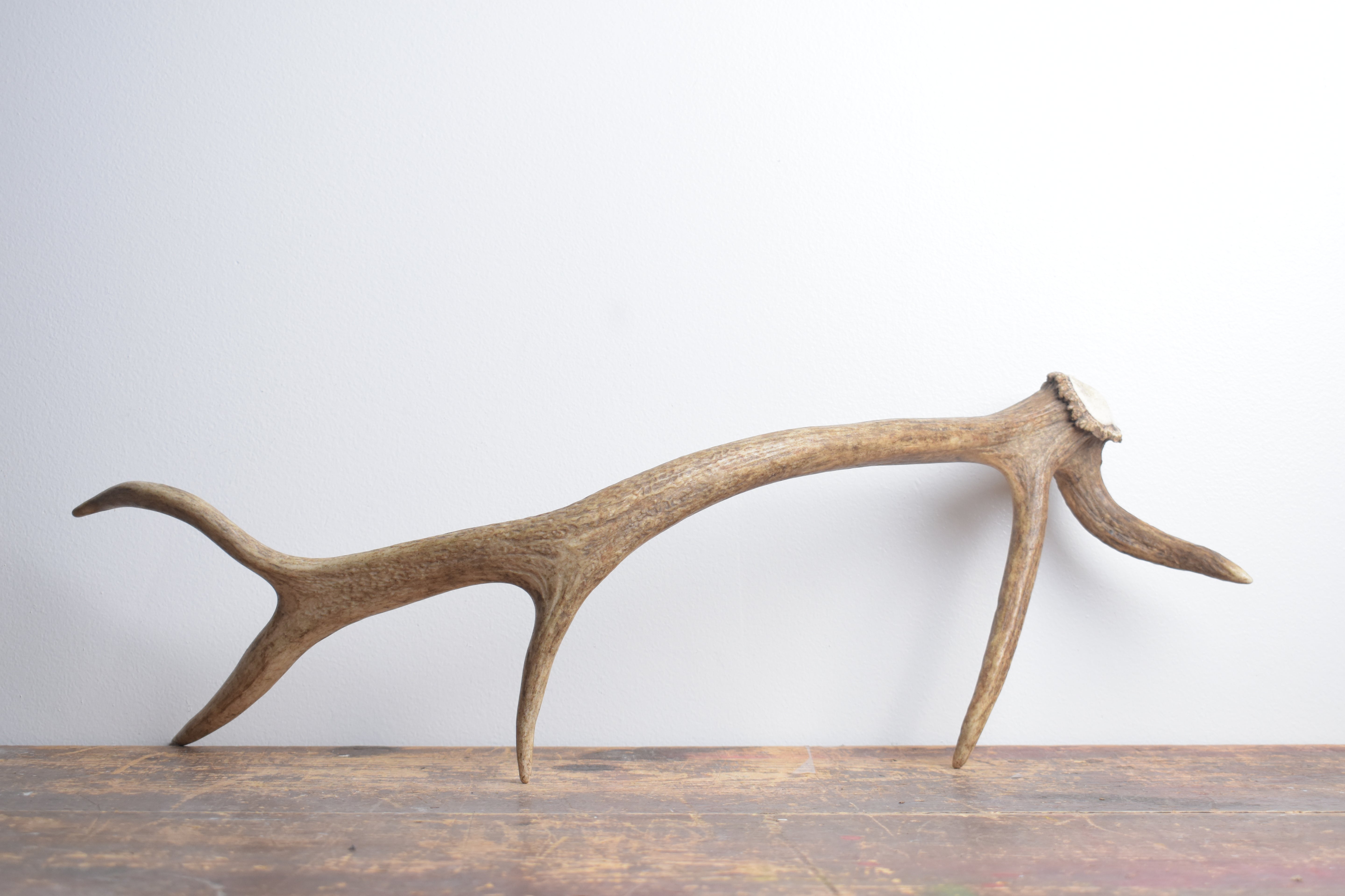 Elk Antler | Small Size | 138