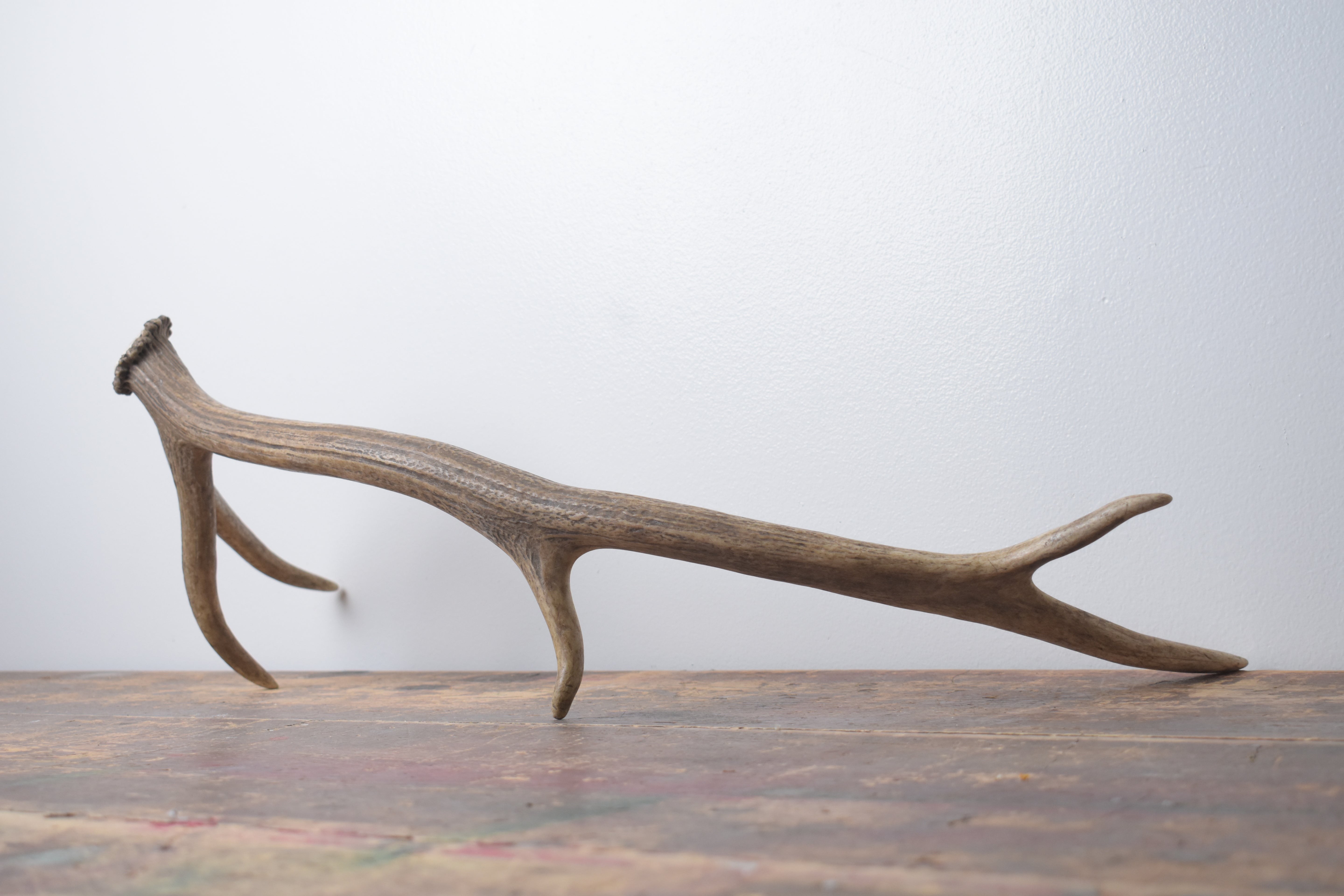 Elk Antler | Small Size | 147