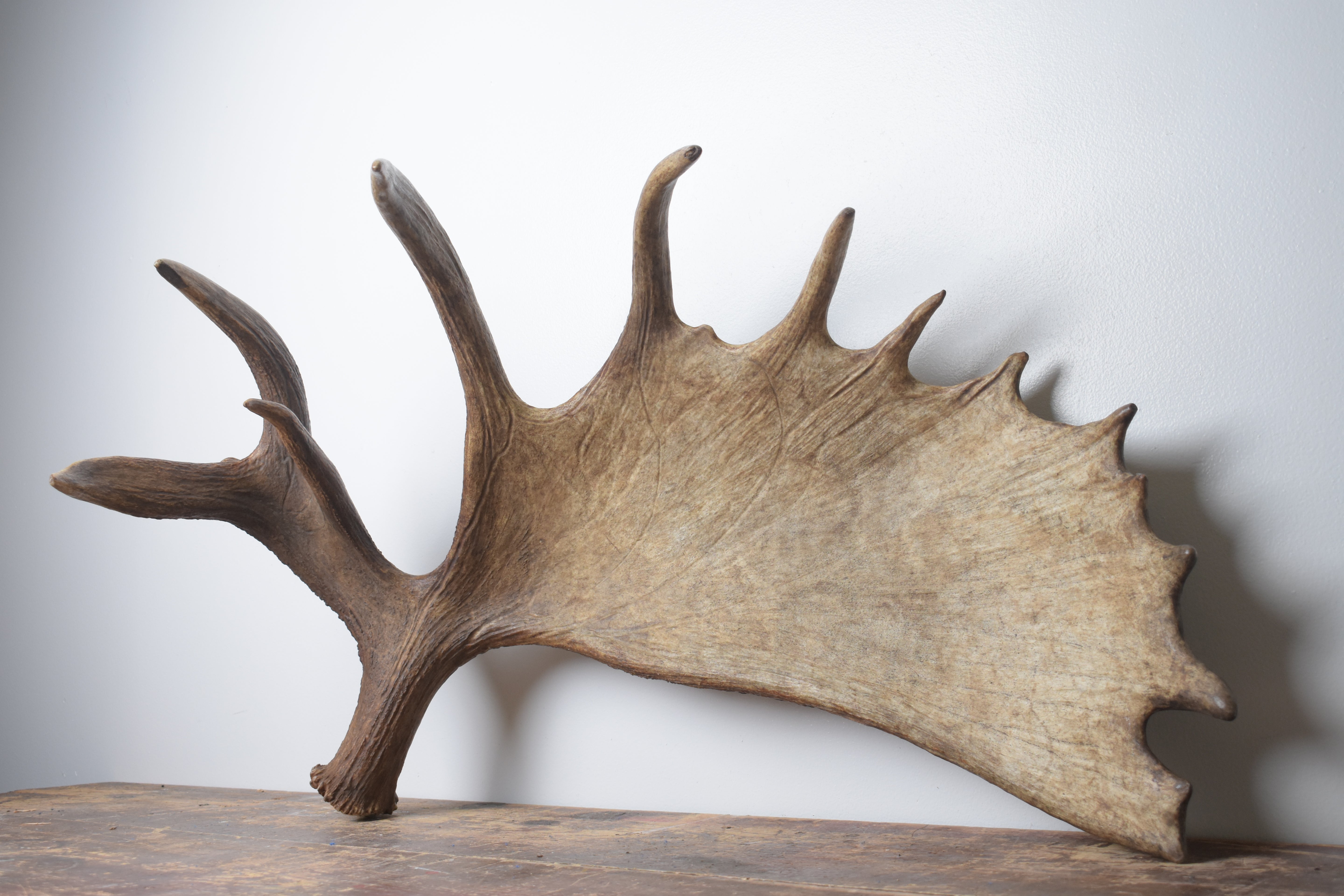 Moose Antler | Extra-Large | 14