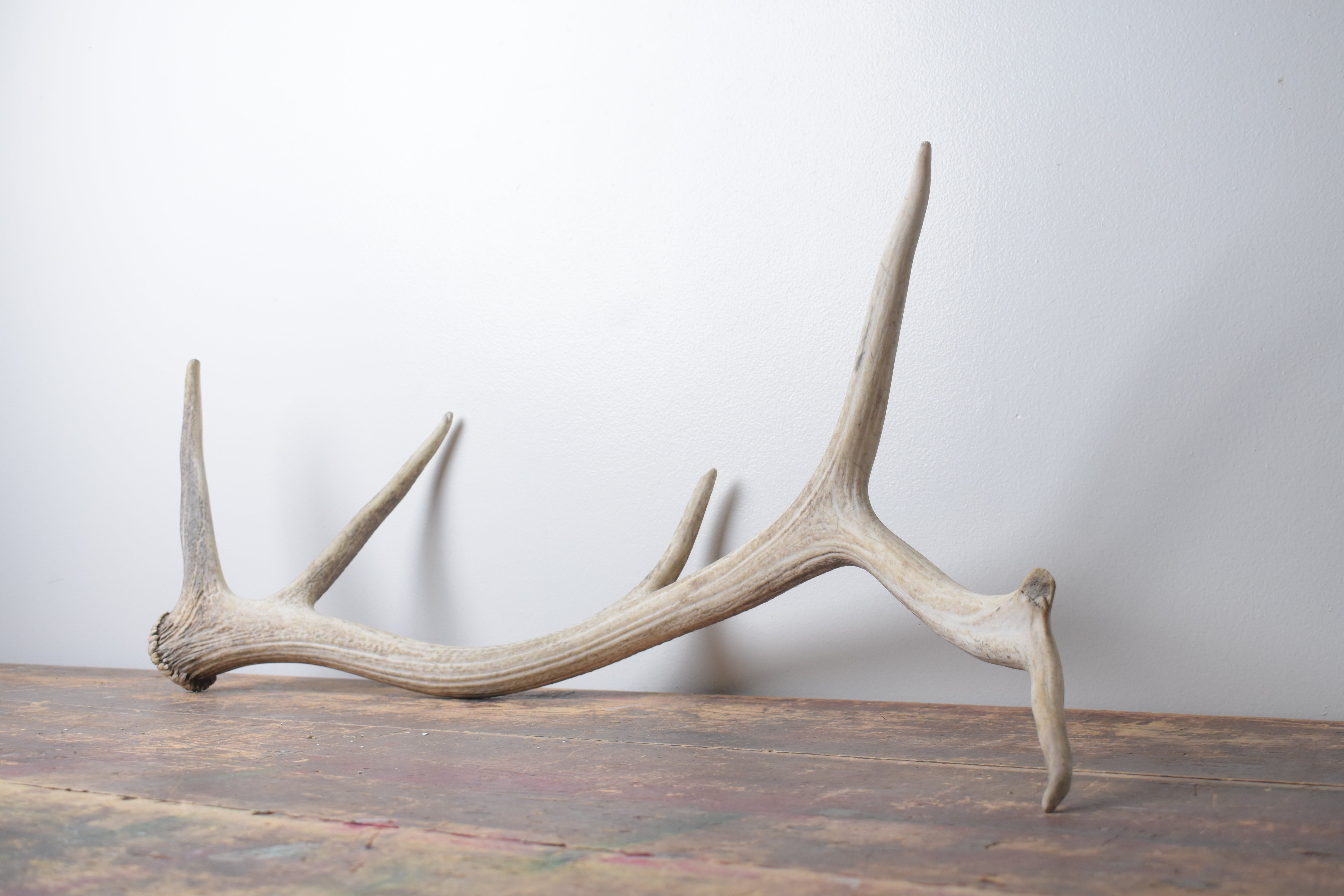 Elk Antler | Large Size | 124