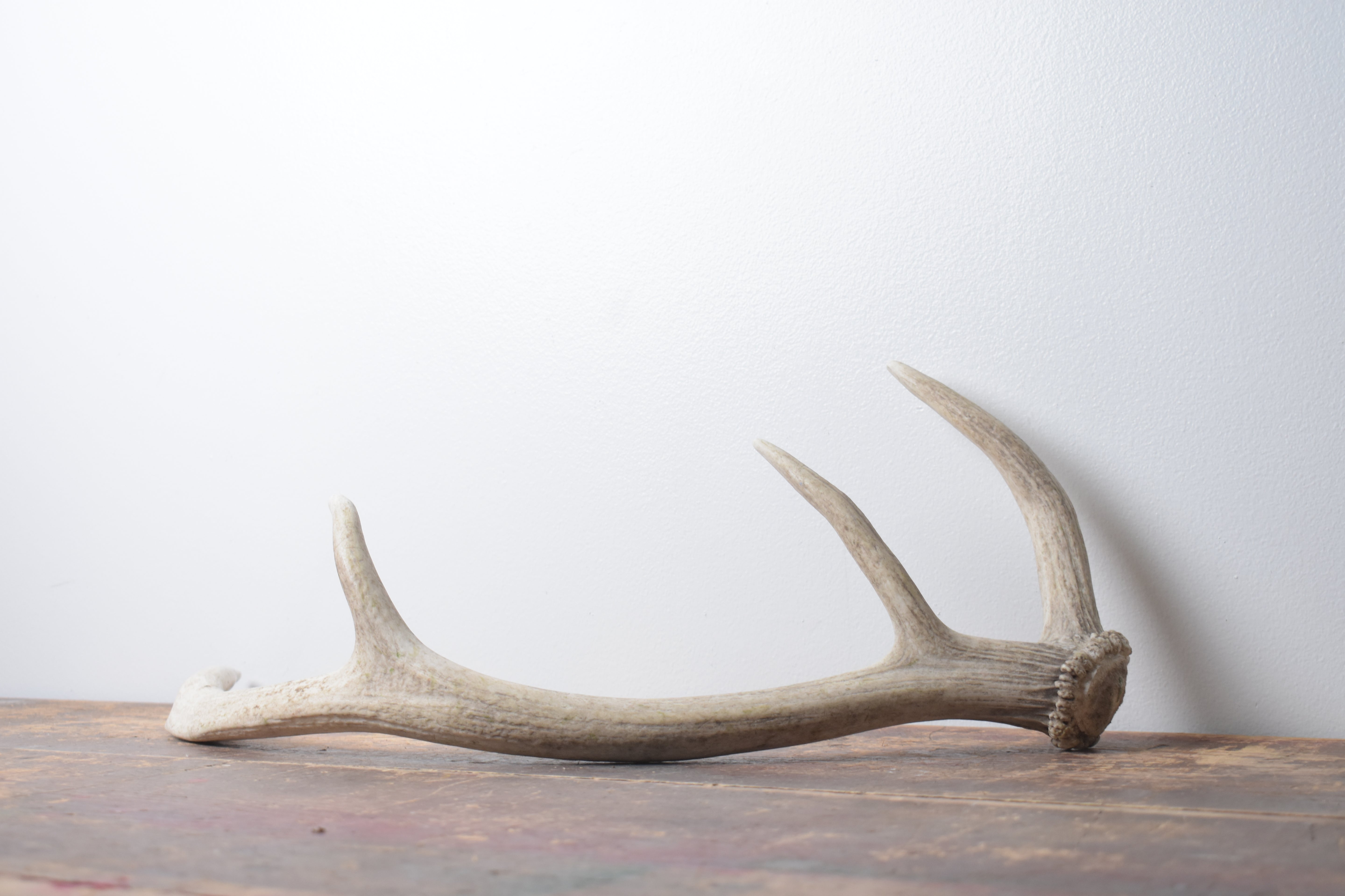 Elk Antler | Small Size | 143