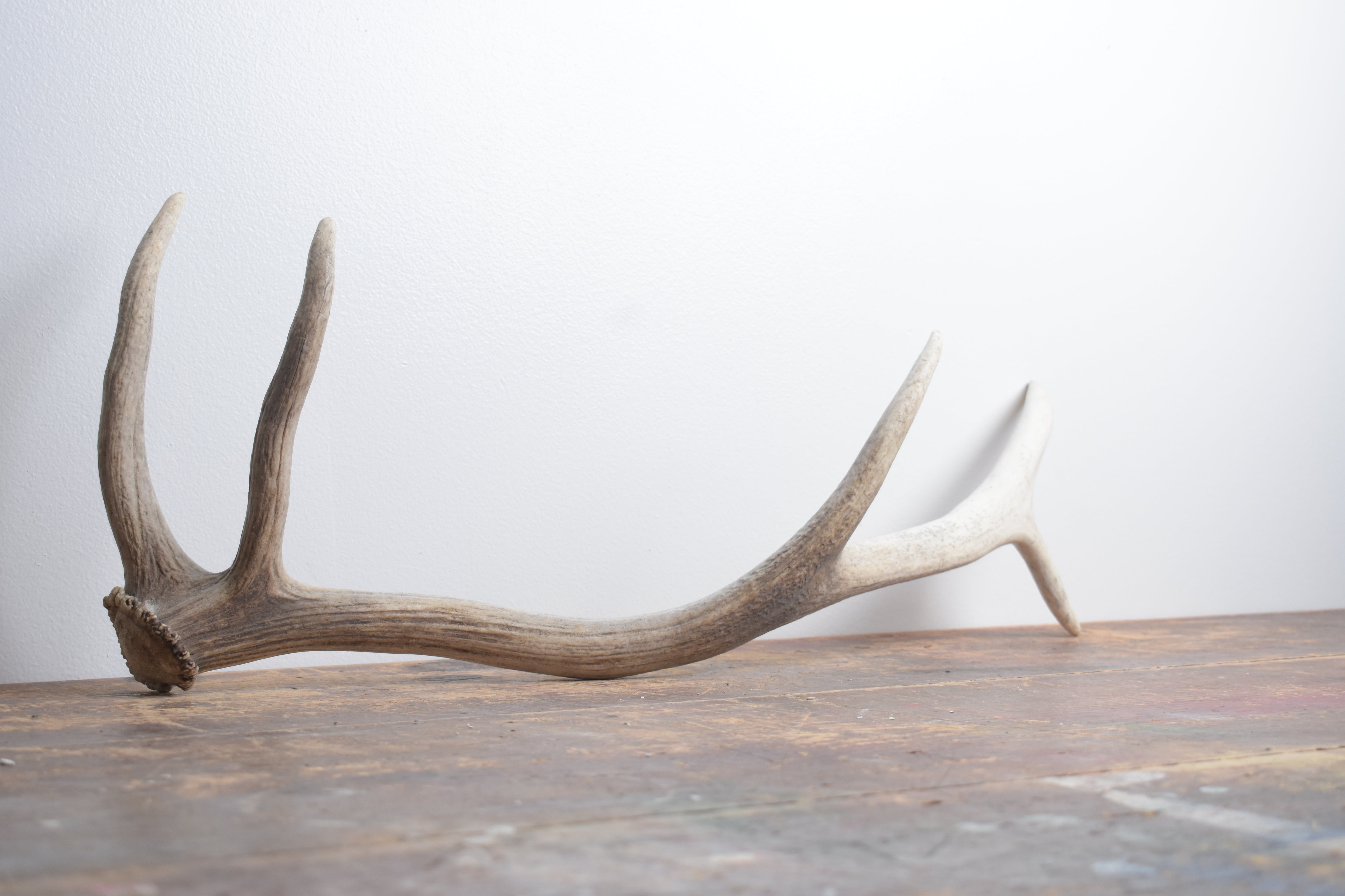 Elk Antler | Small Size | 132