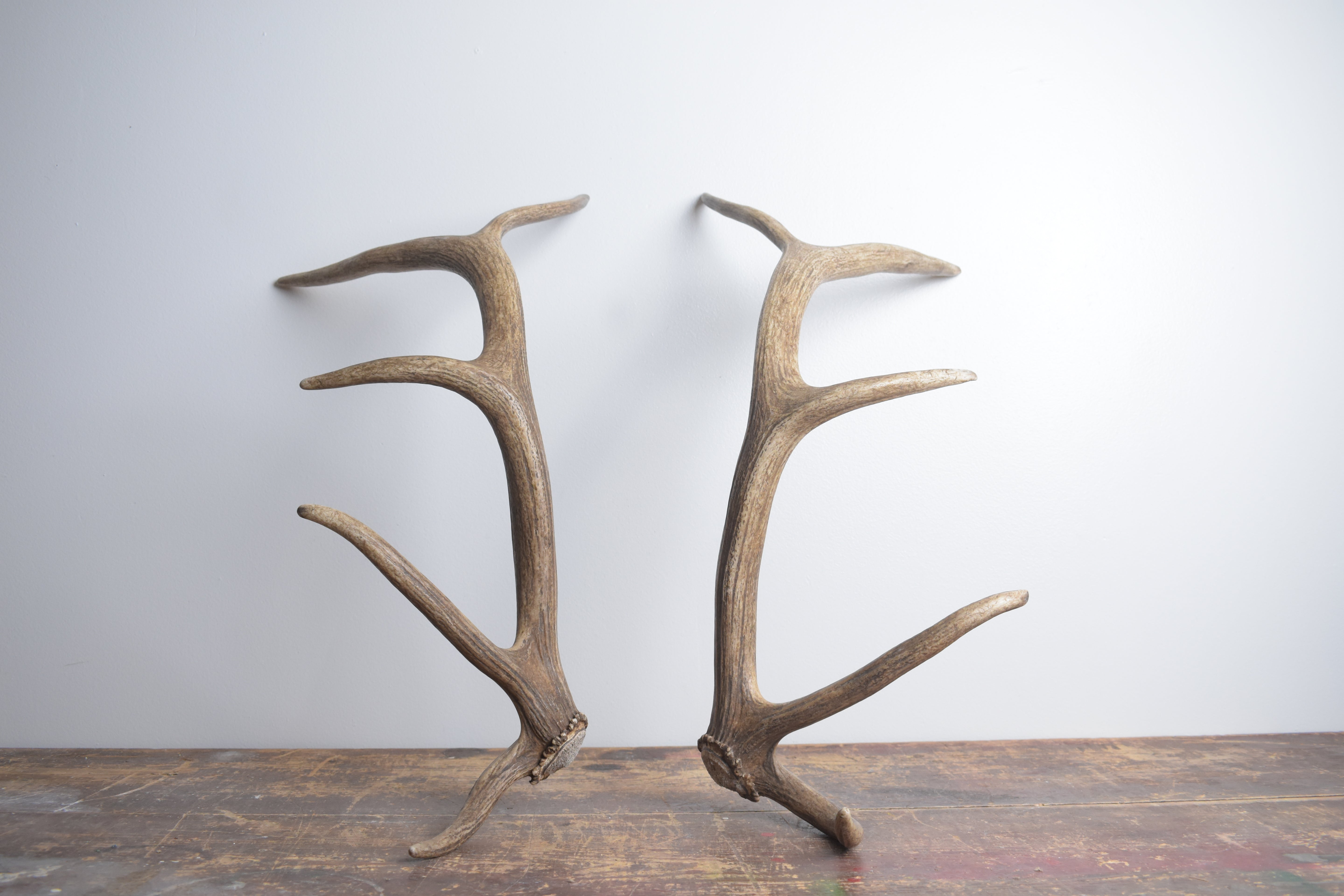 Elk Antler Set | Small | 136