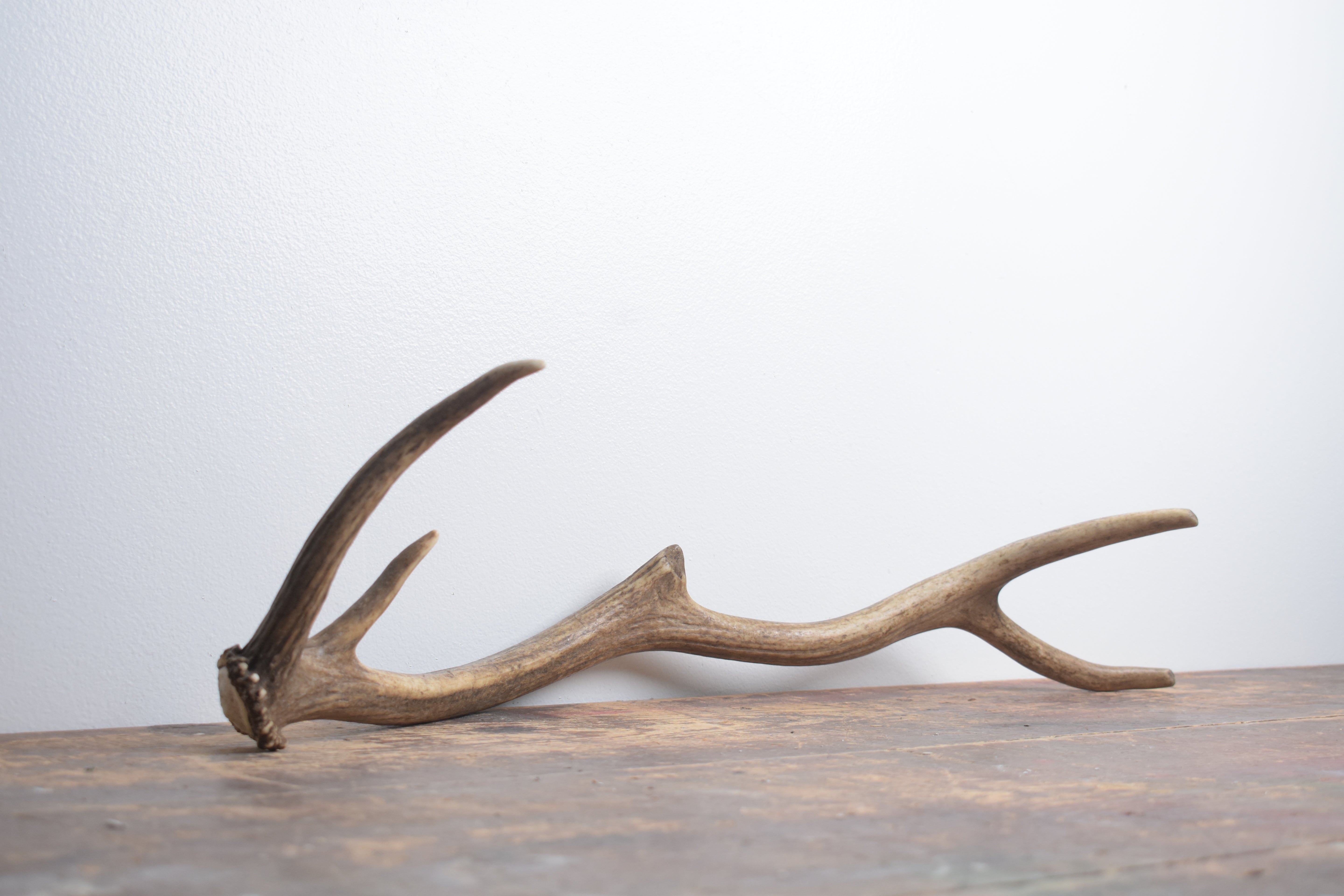 Elk Antler | Small Size | 150