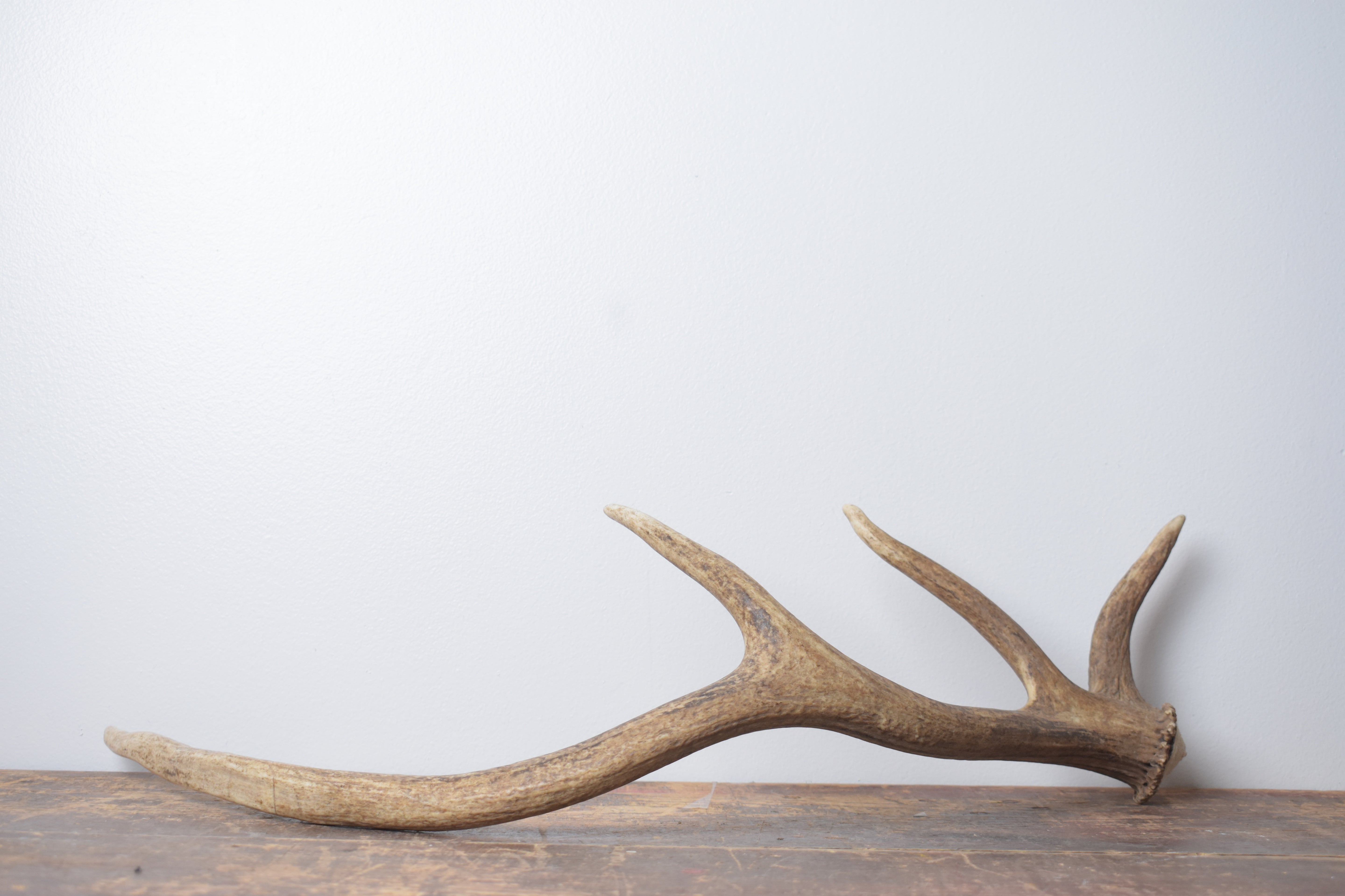 Elk Antler | Small Size | 137
