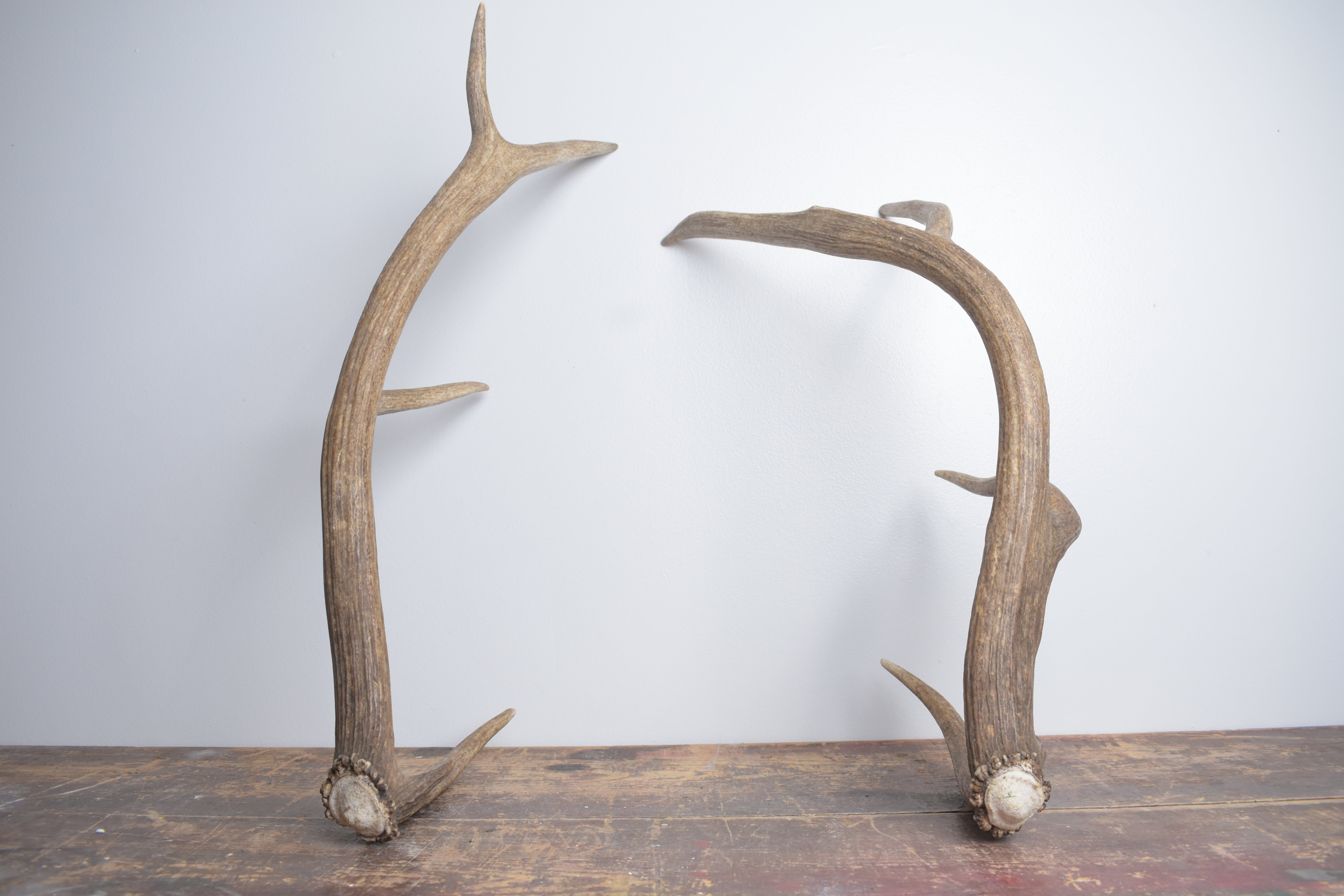 Elk Antler Set | Small | 151