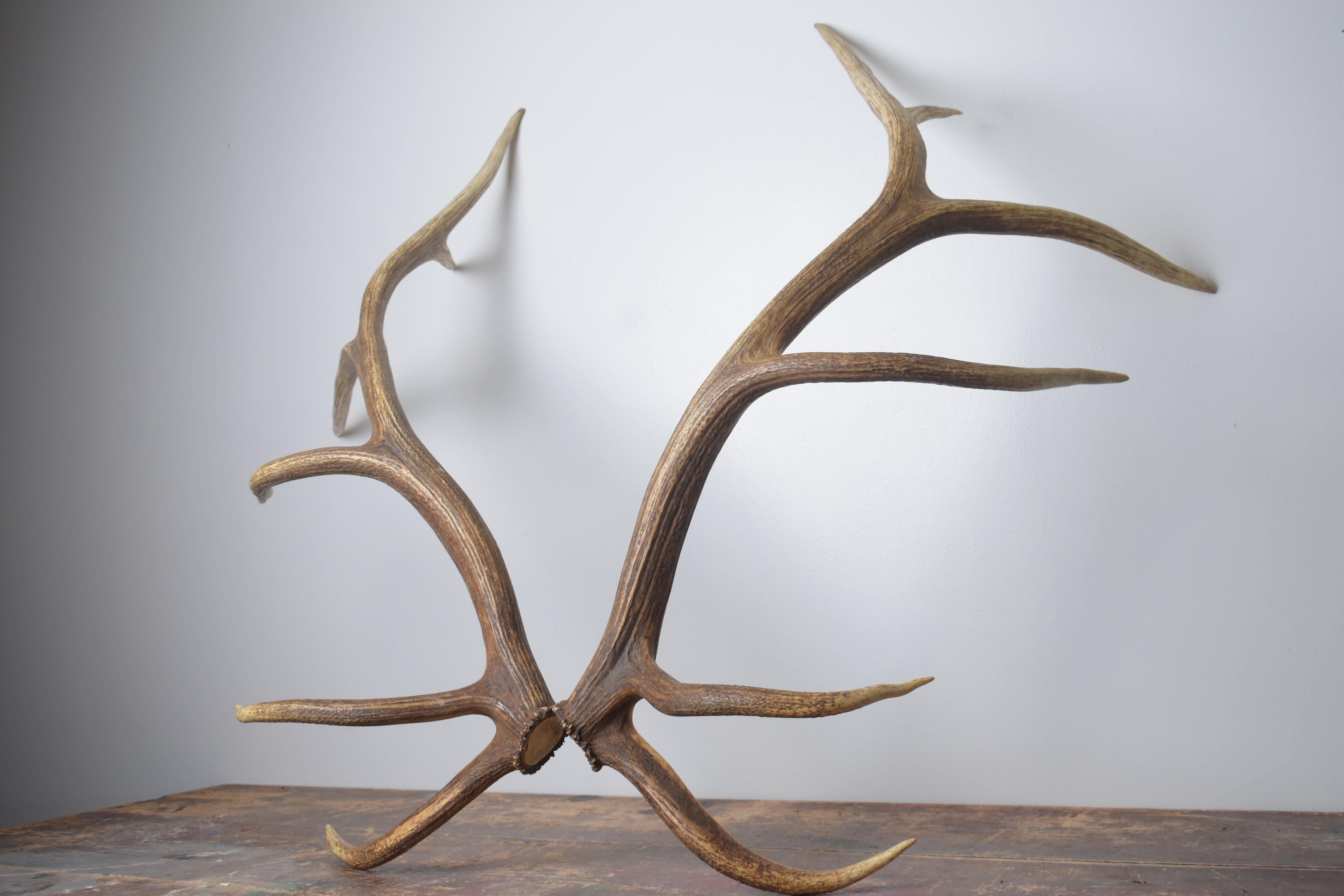 Elk Antler Set | Extra-Large | 167