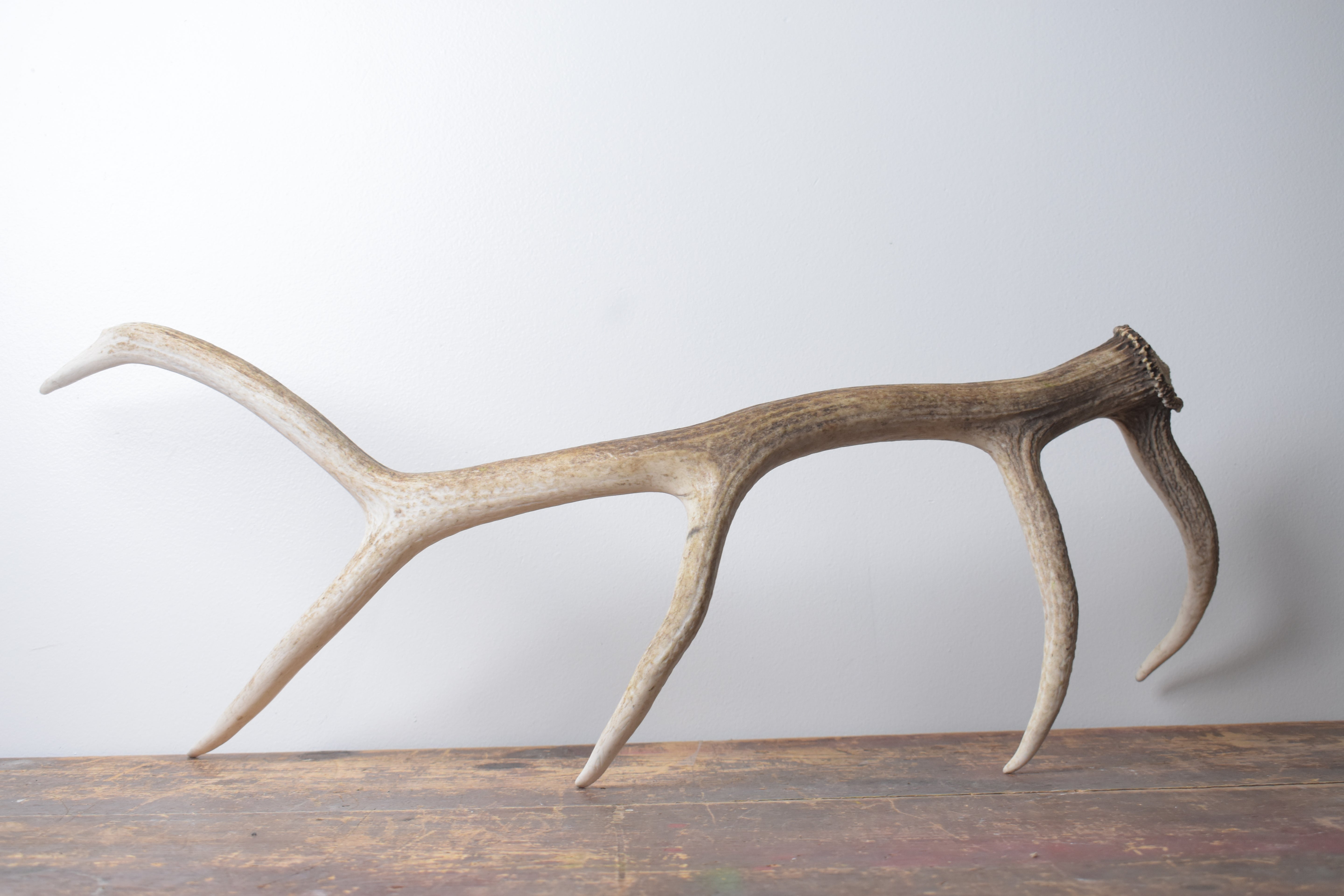 Elk Antler | Medium Size | 127