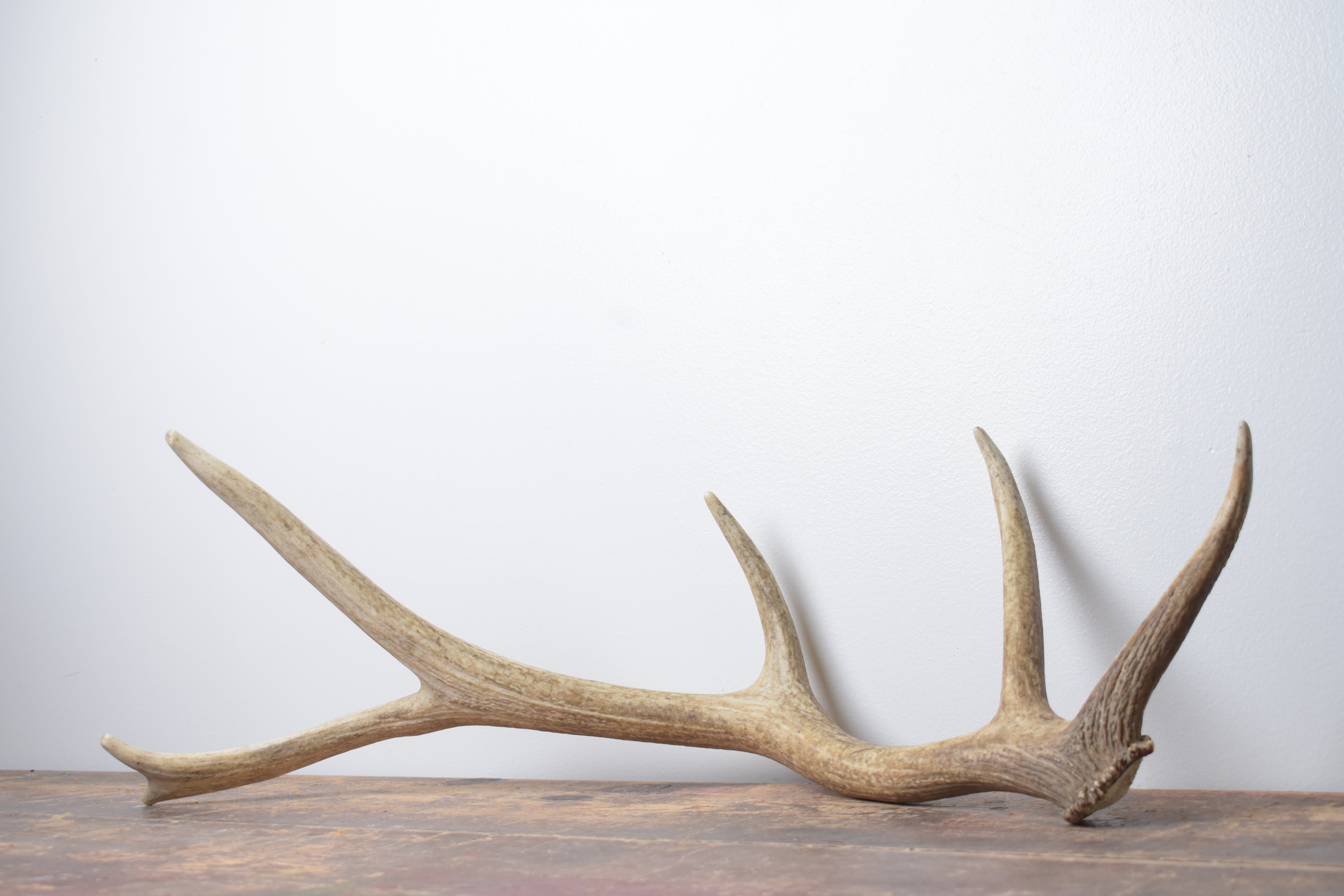 Elk Antler | Small Size | 158