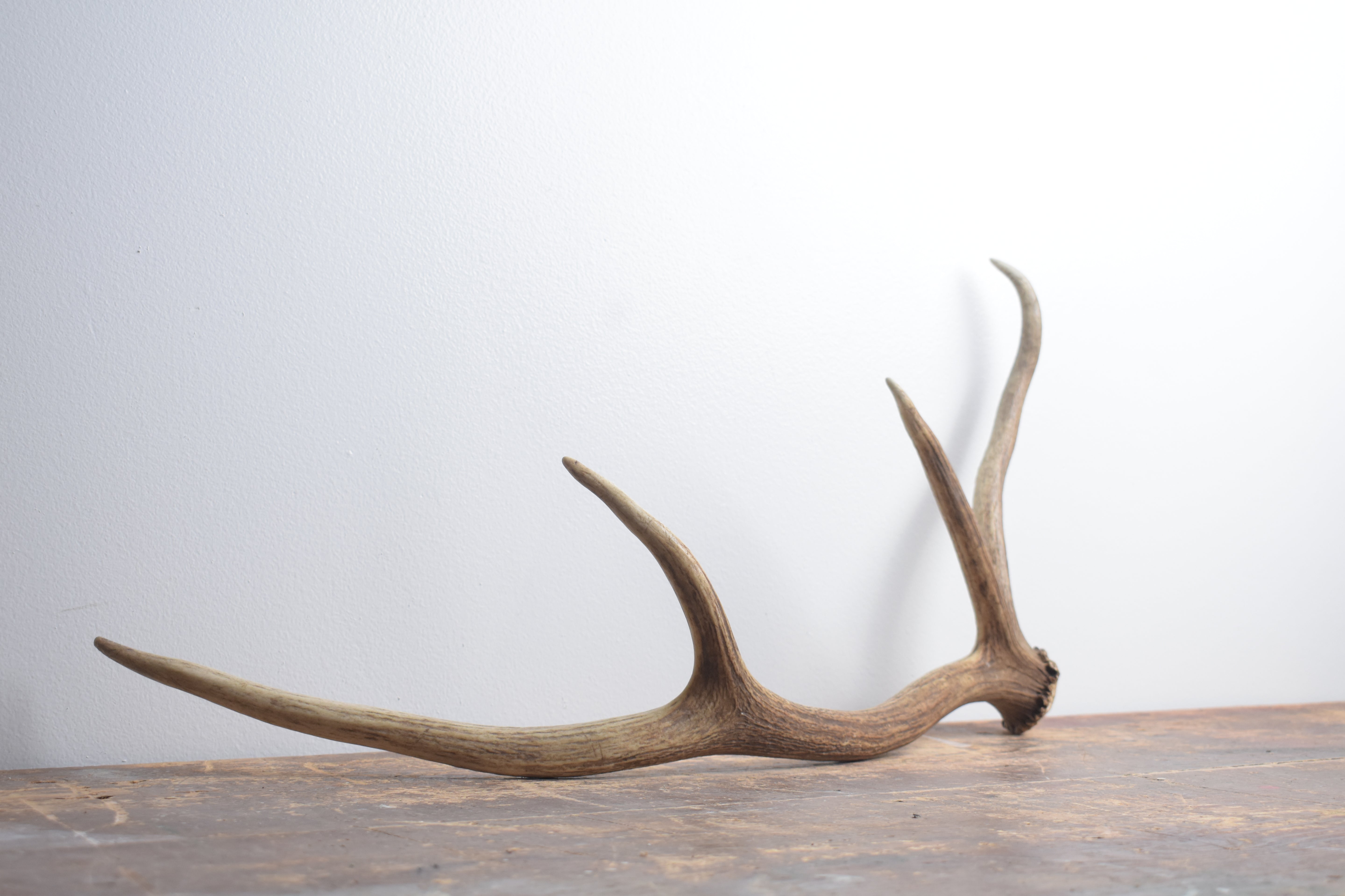 Elk Antler | Small Size | 131