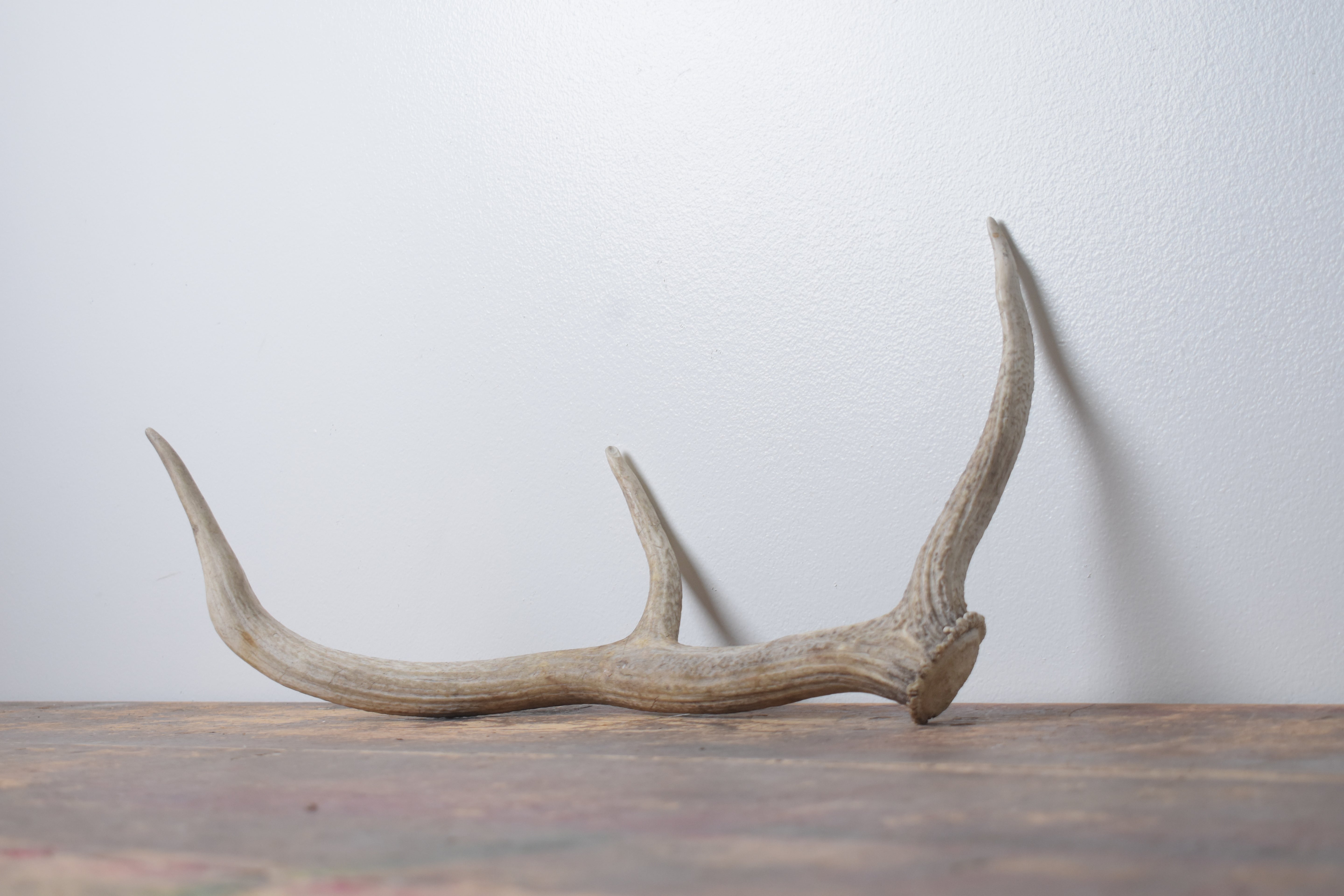 Elk Antler | Small Size | 126