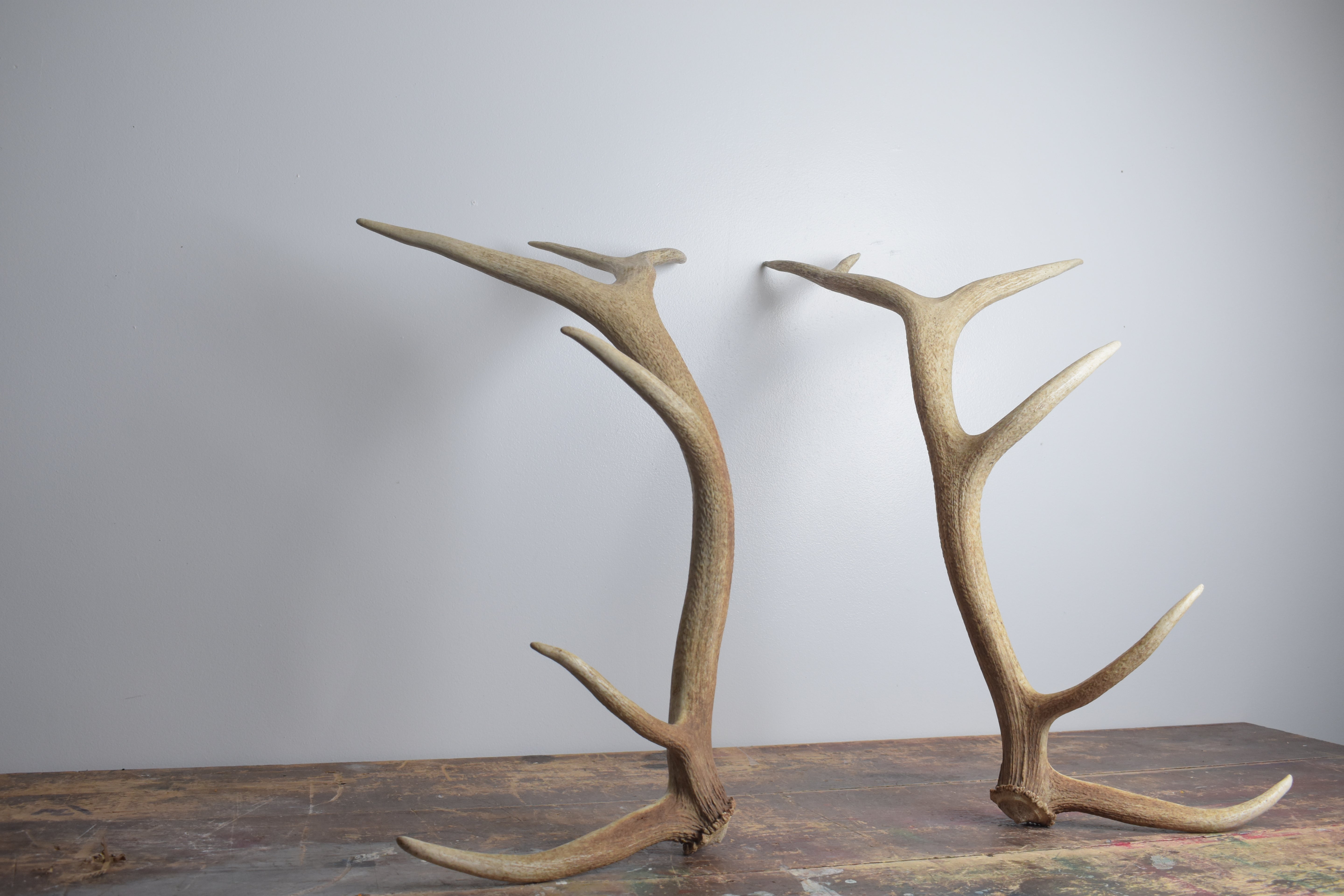 Elk Antler Set | Medium | 154
