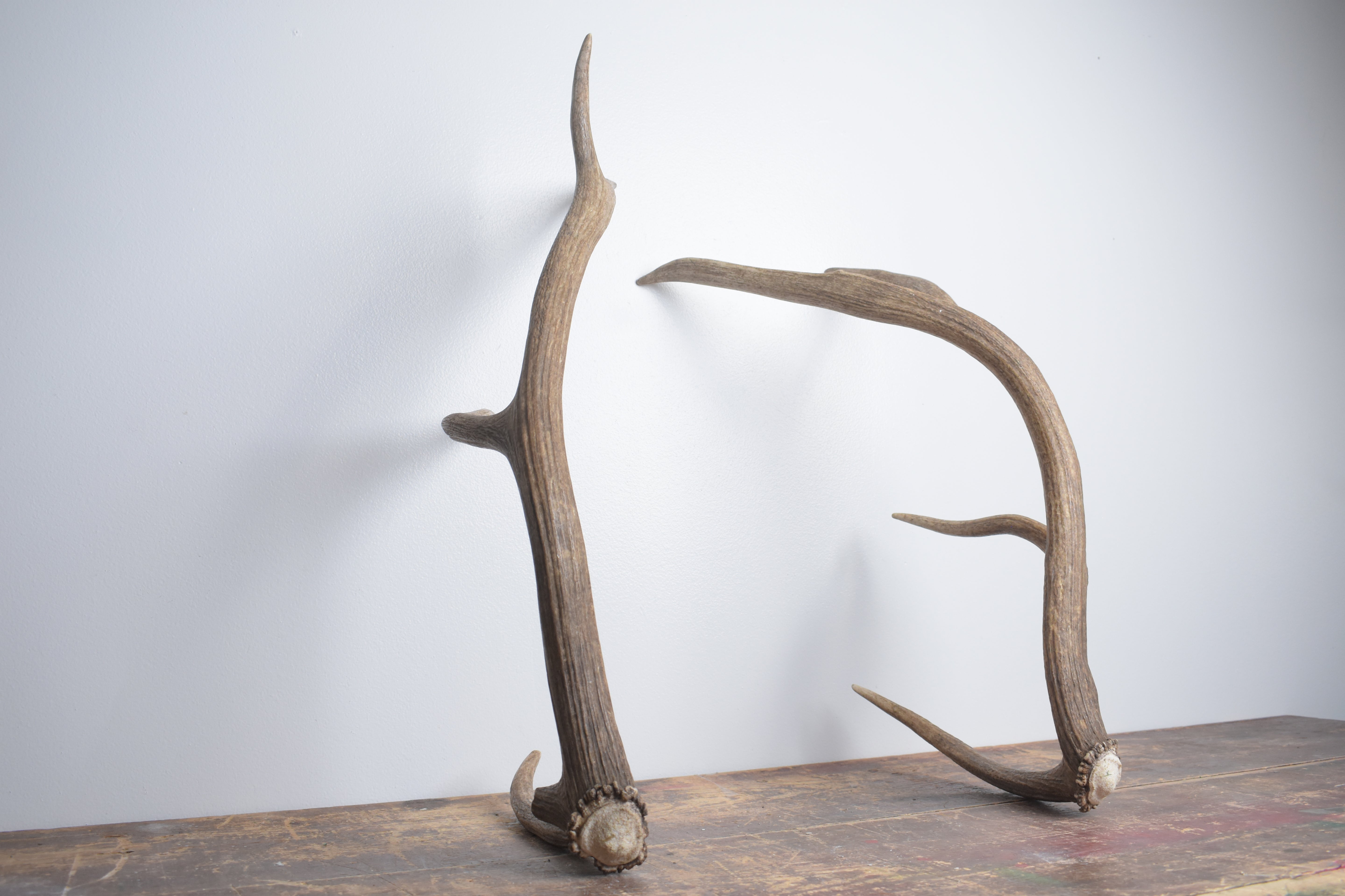 Elk Antler Set | Small | 151