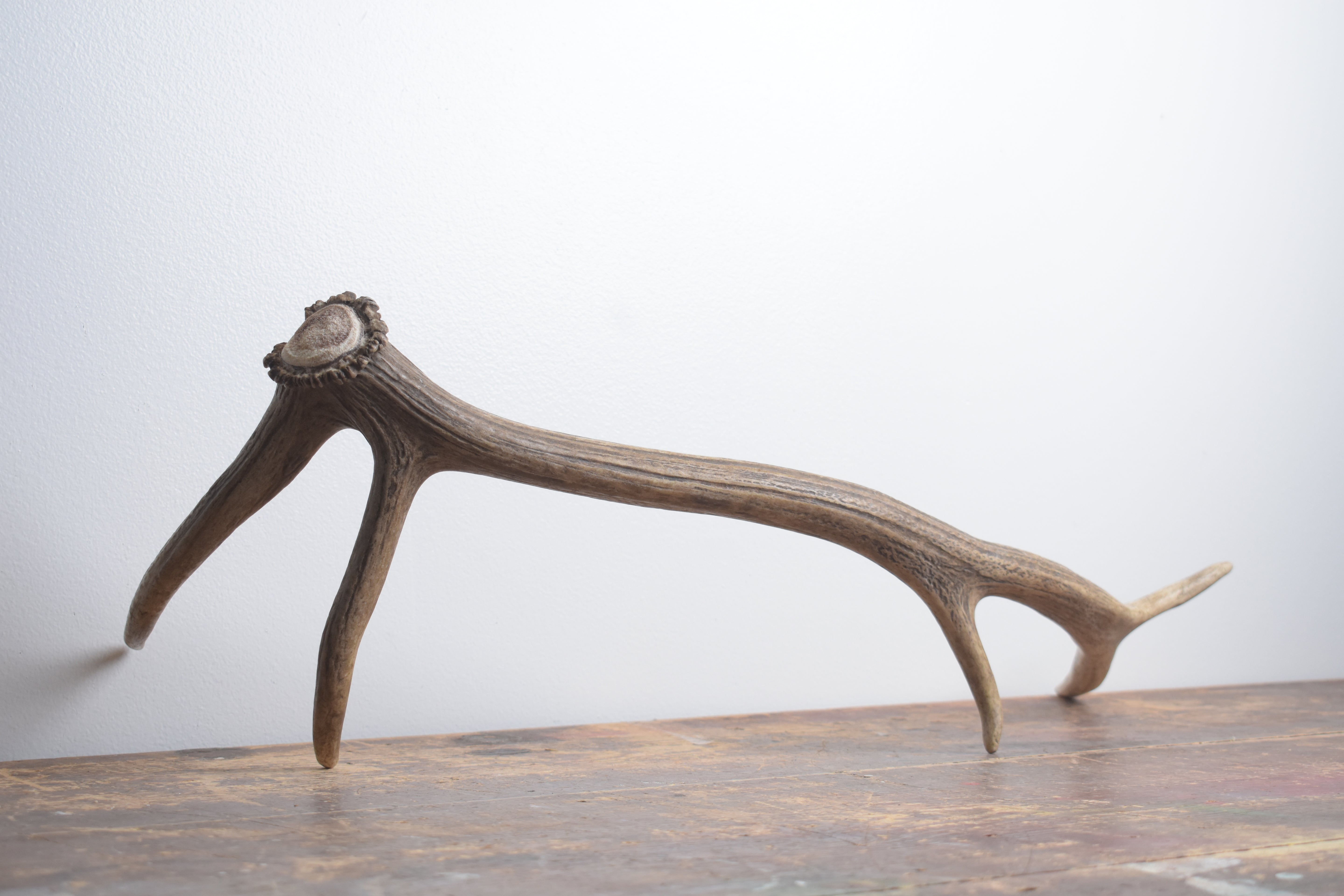 Elk Antler | Small Size | 147