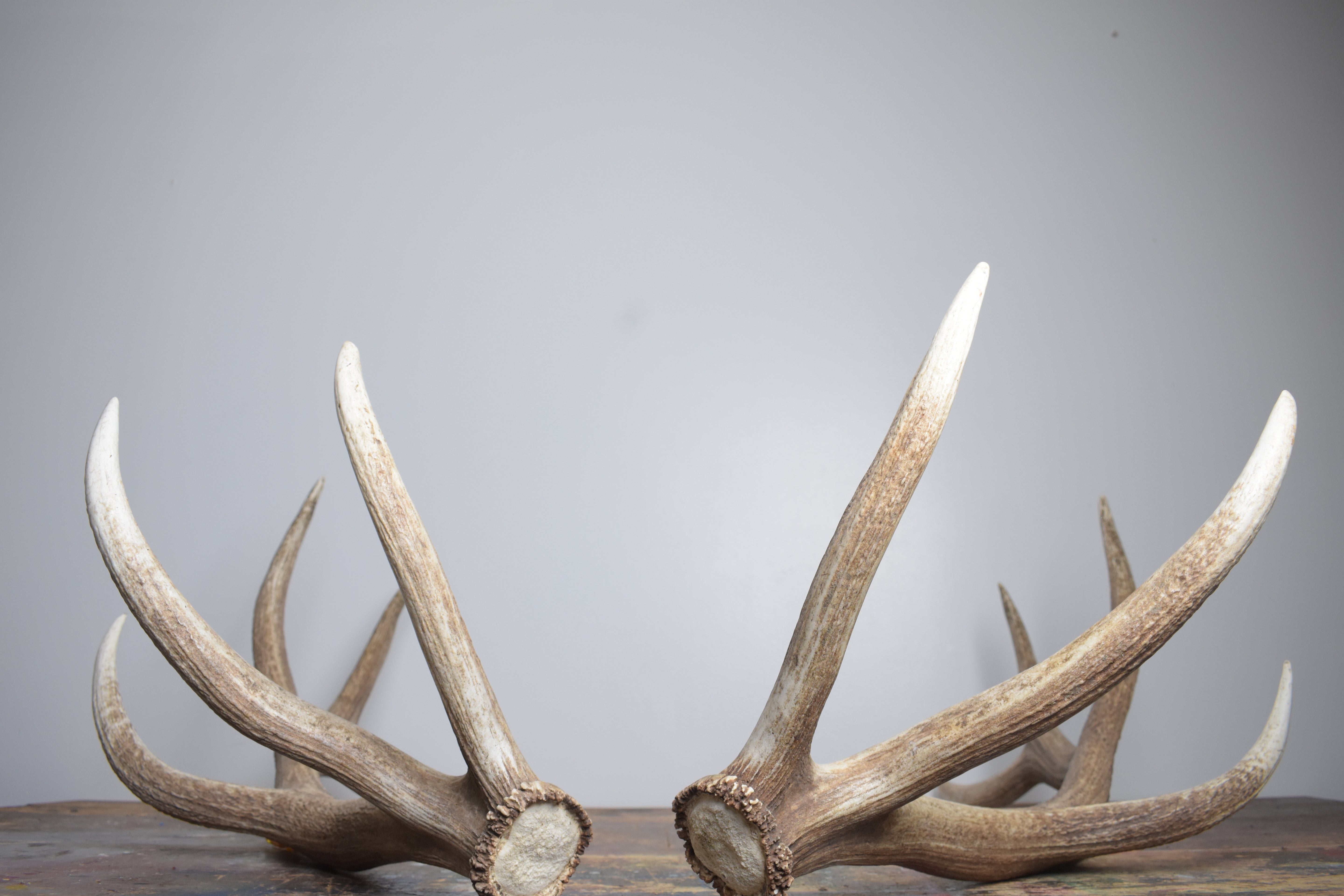 Elk Antler Set | Extra-Large | 166