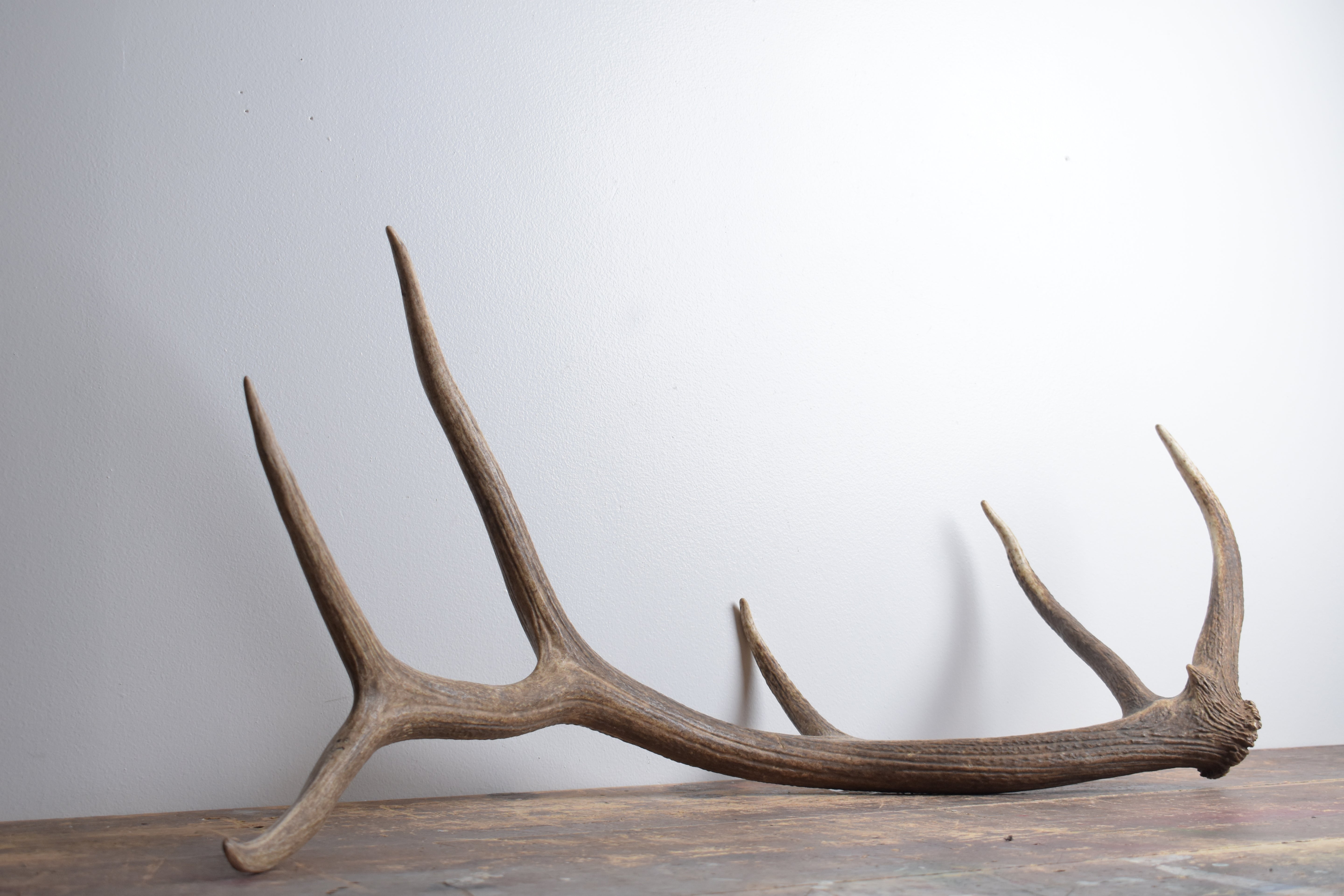 Elk Antler | Large Size | 170