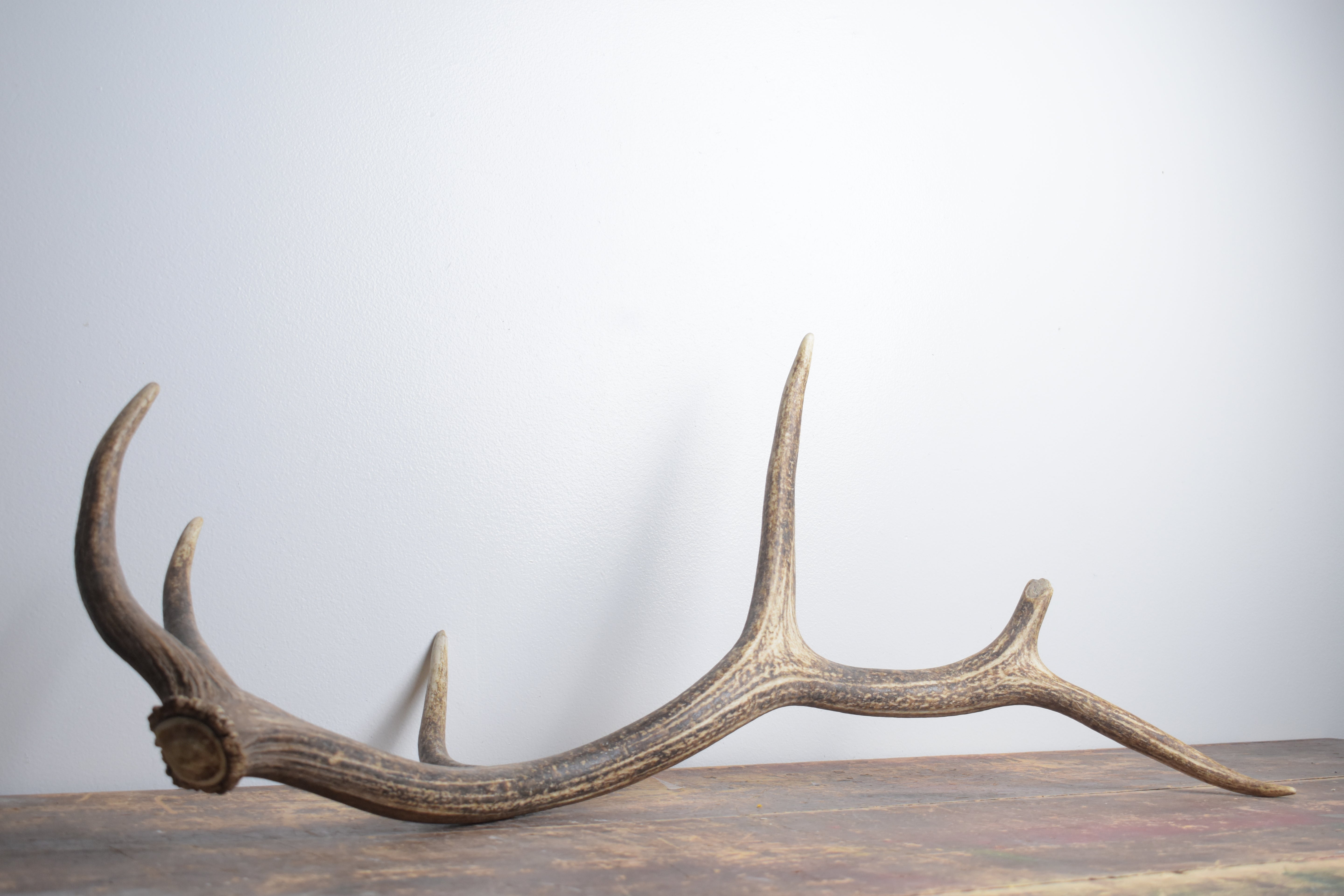 Elk Antler | Medium Size | 159