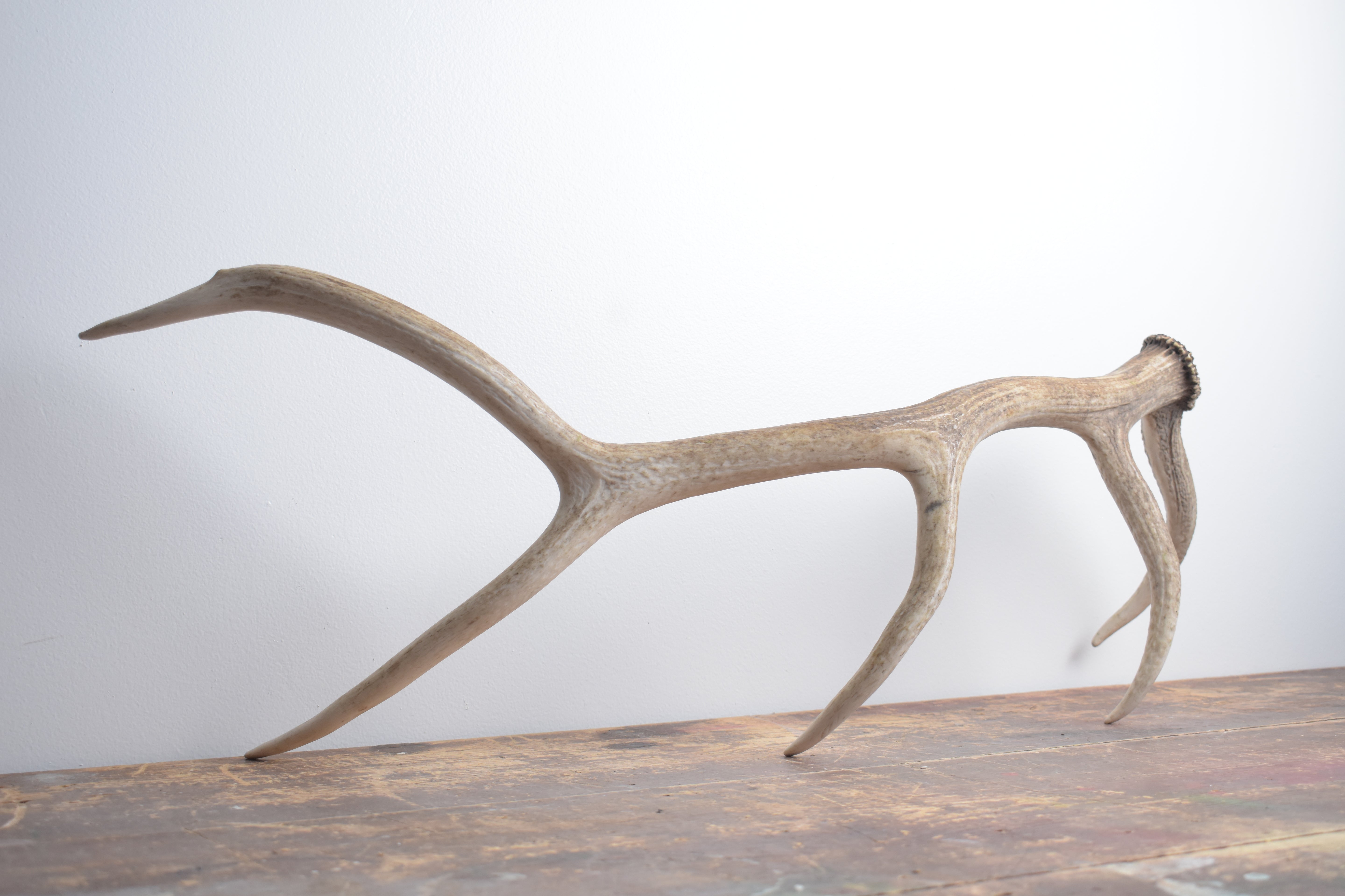 Elk Antler | Medium Size | 127