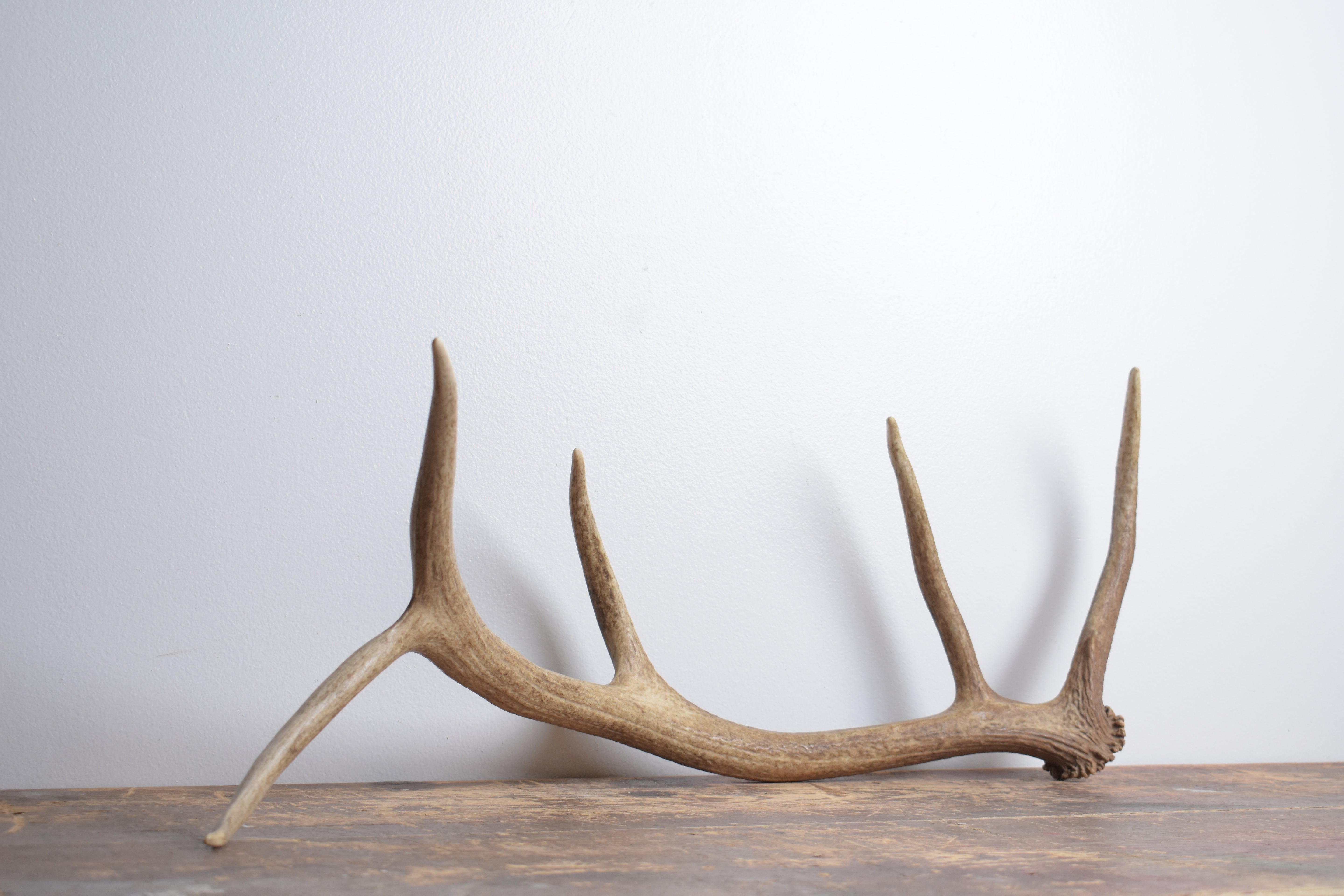 Elk Antler | Small Size | 171