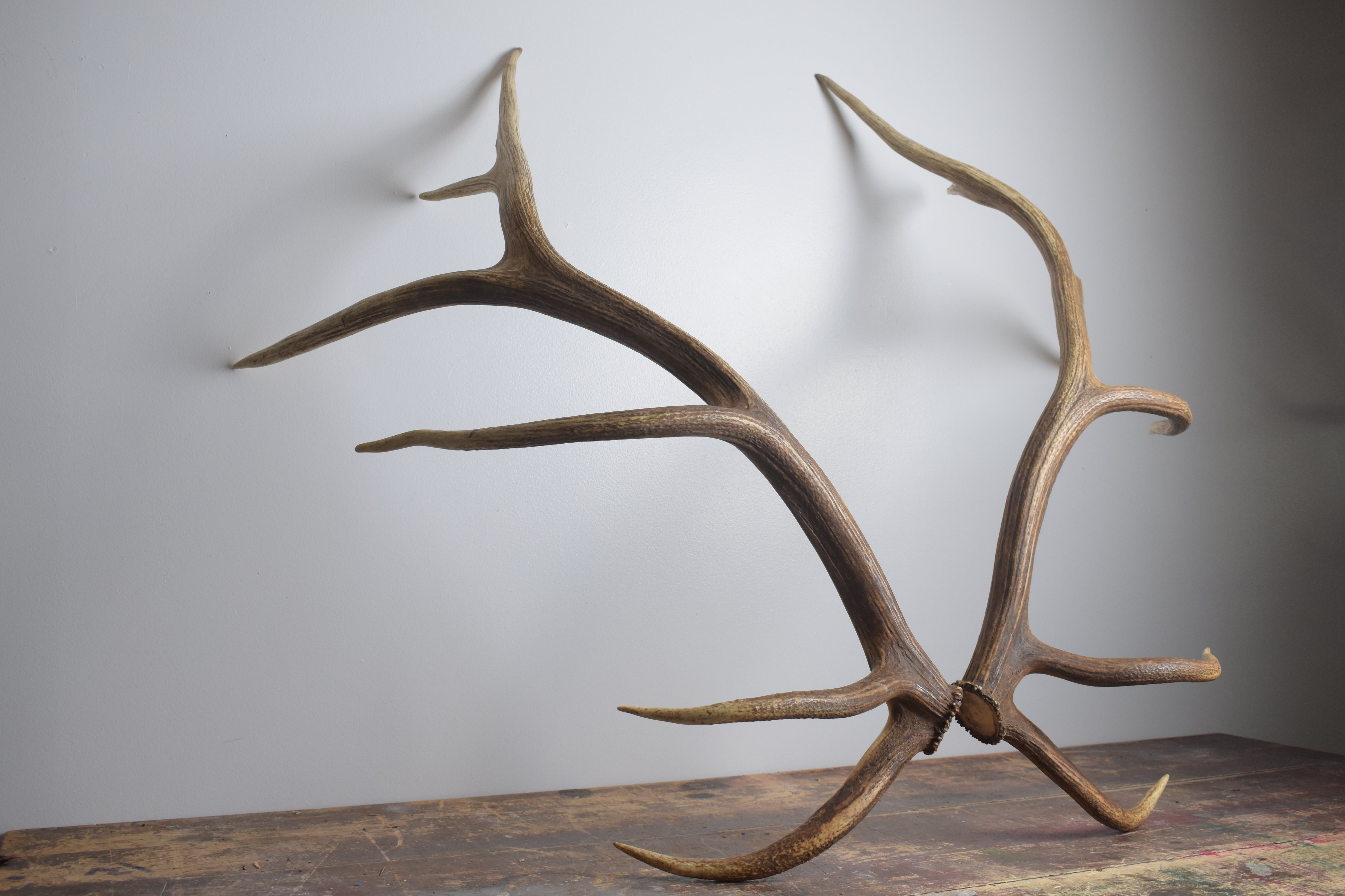 Elk Antler Set | Extra-Large | 167