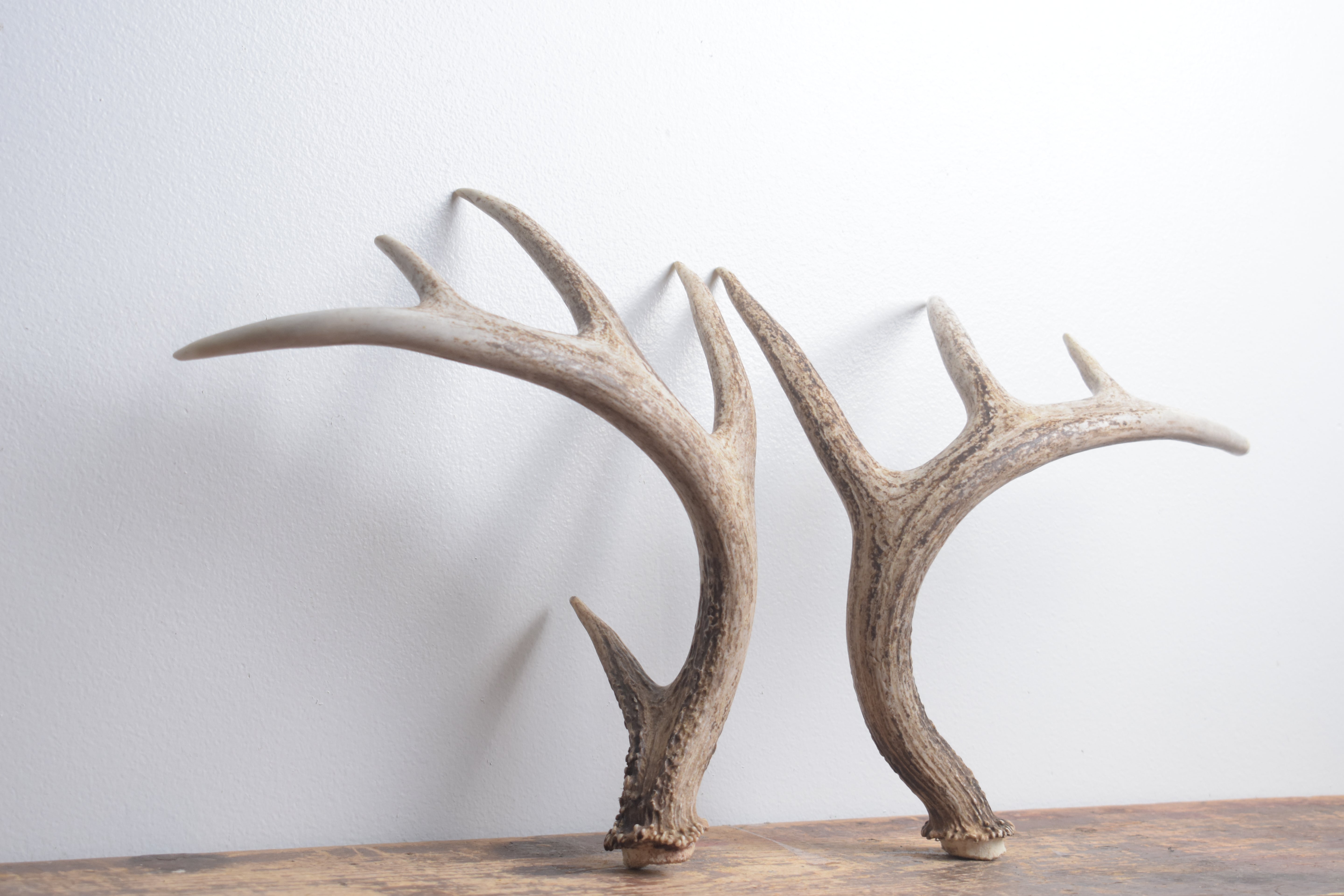 Whitetail Deer Antler Set | Medium | 2