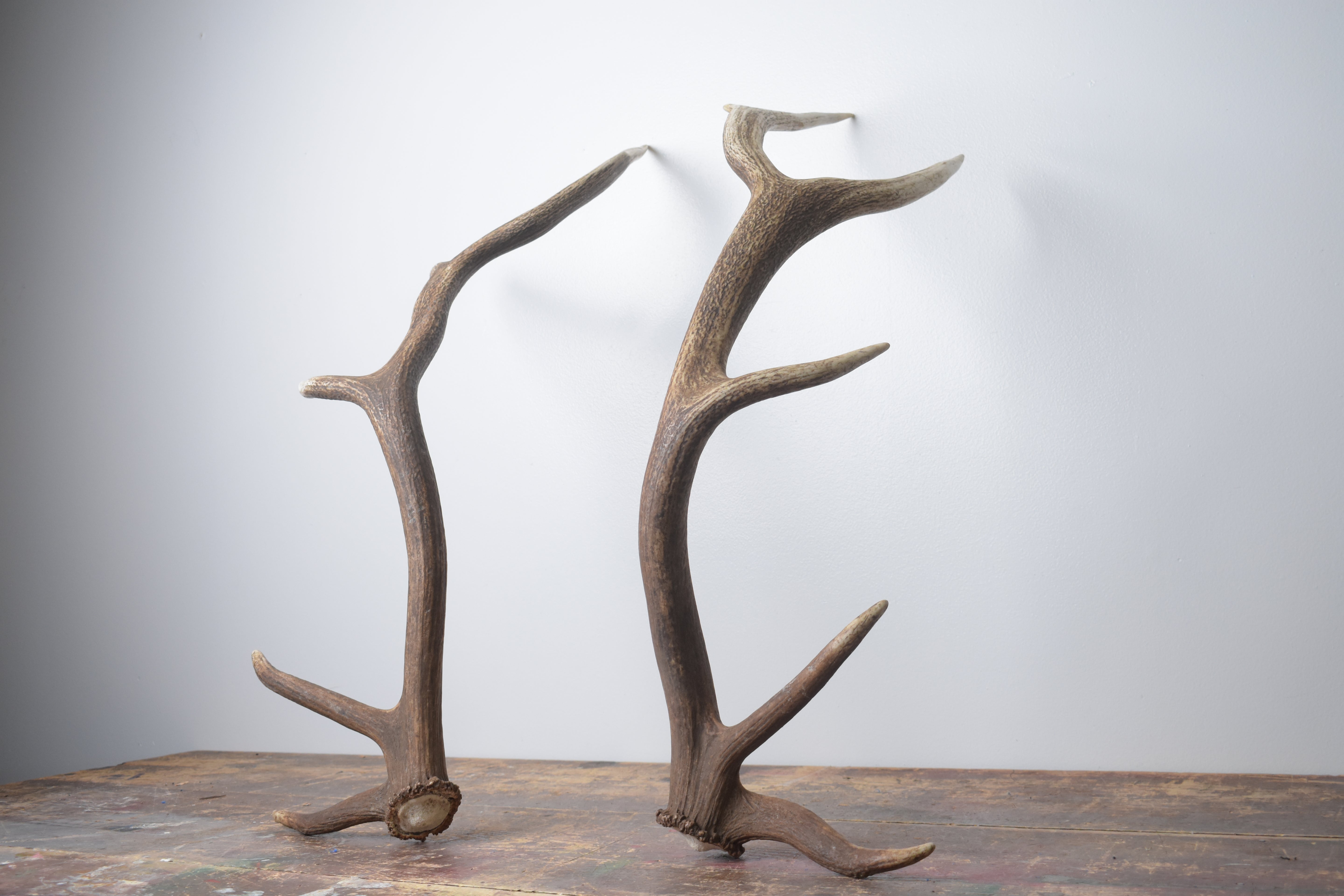 Elk Antler Set | Medium | 168