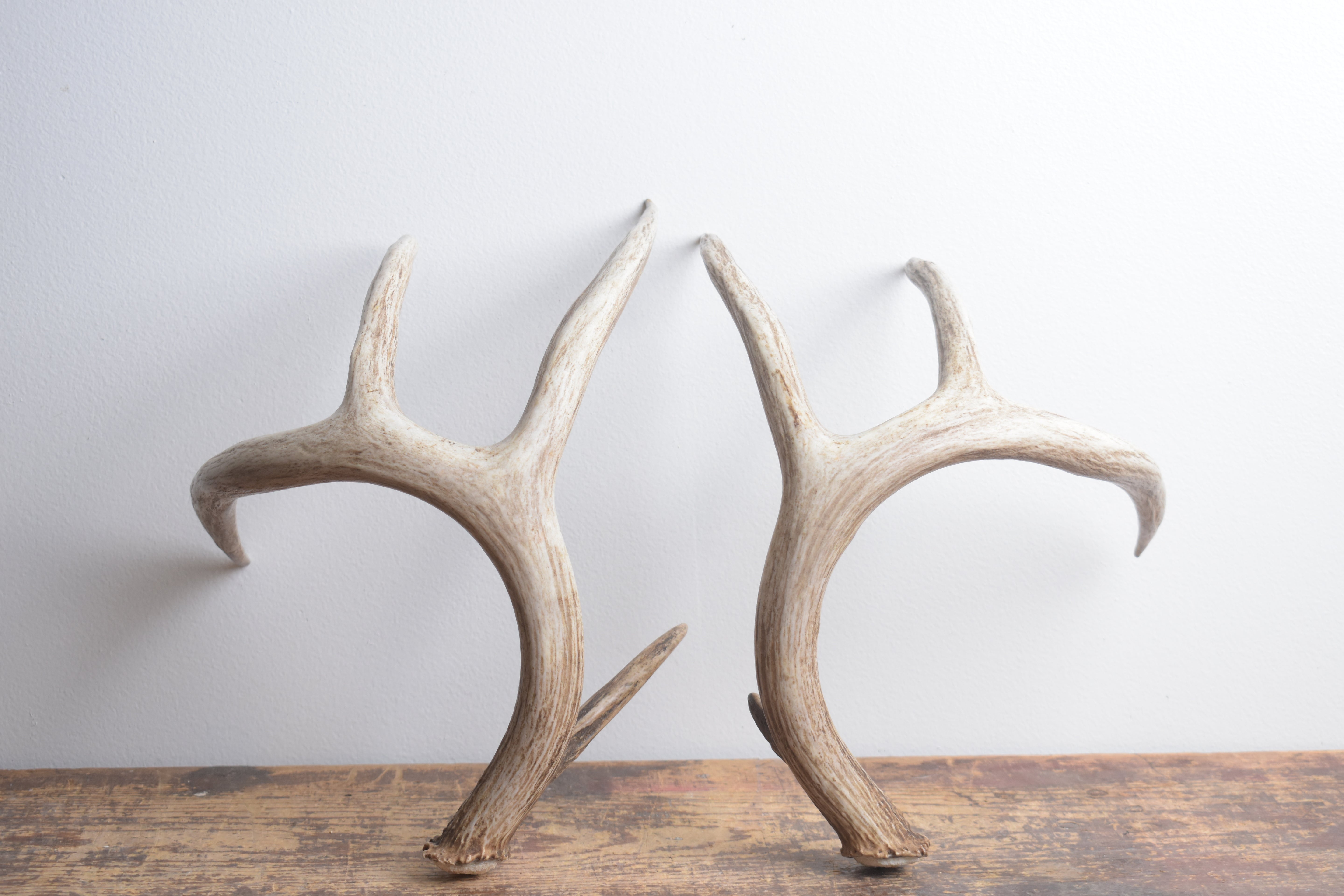 Whitetail Deer Antler Set | Large | 4