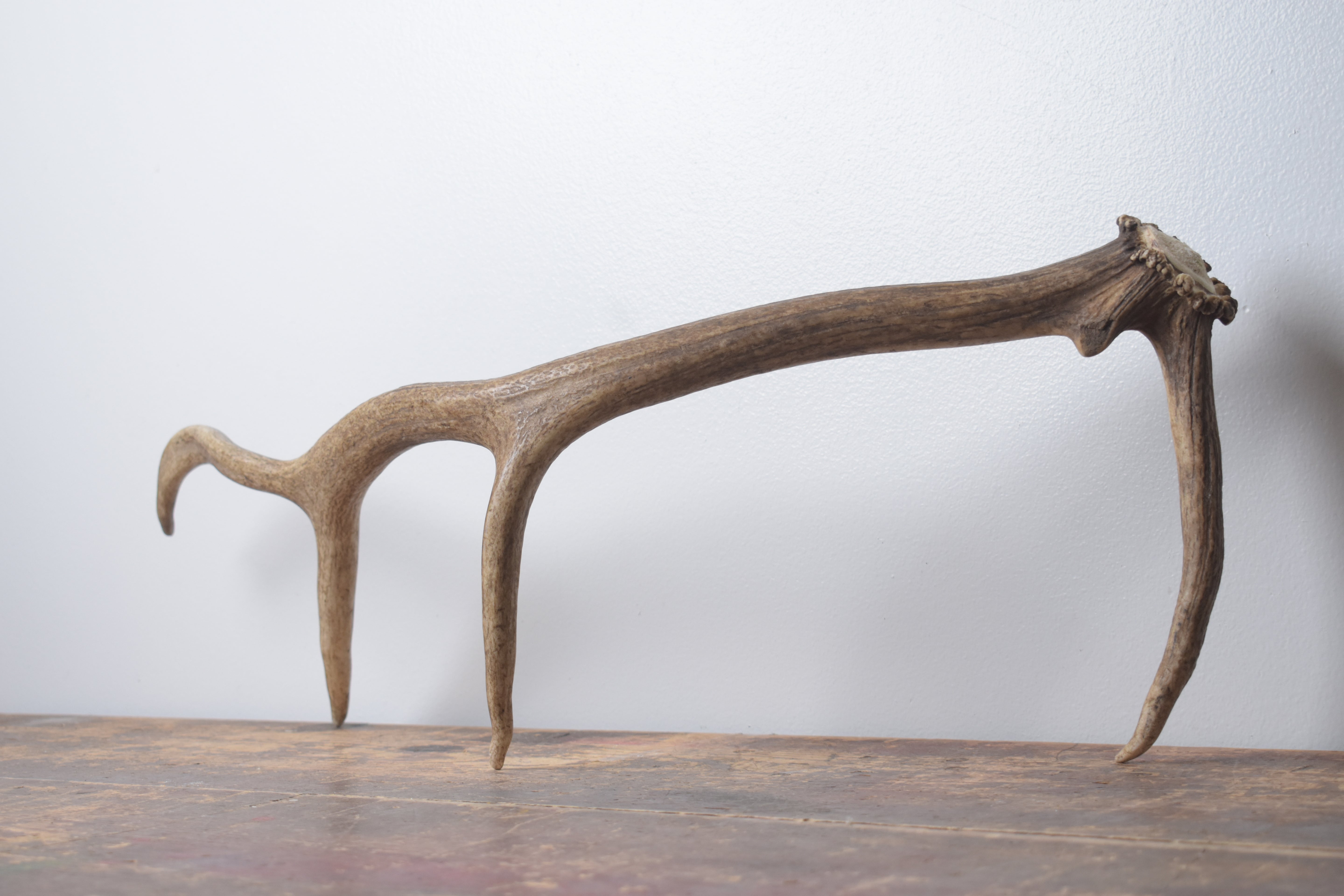 Elk Antler | Small Size | 149