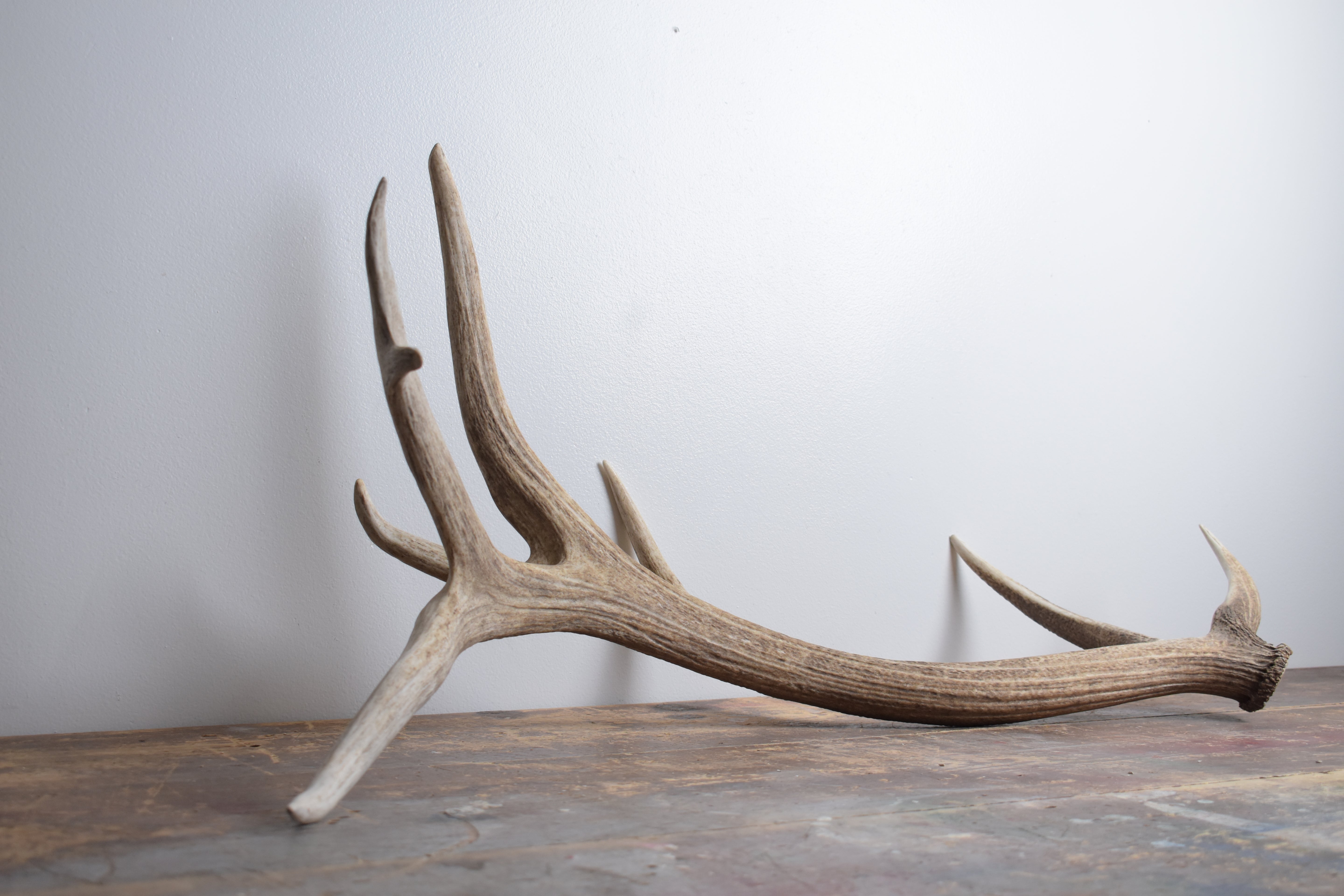 Elk Antler | Extra-Large Size | 176