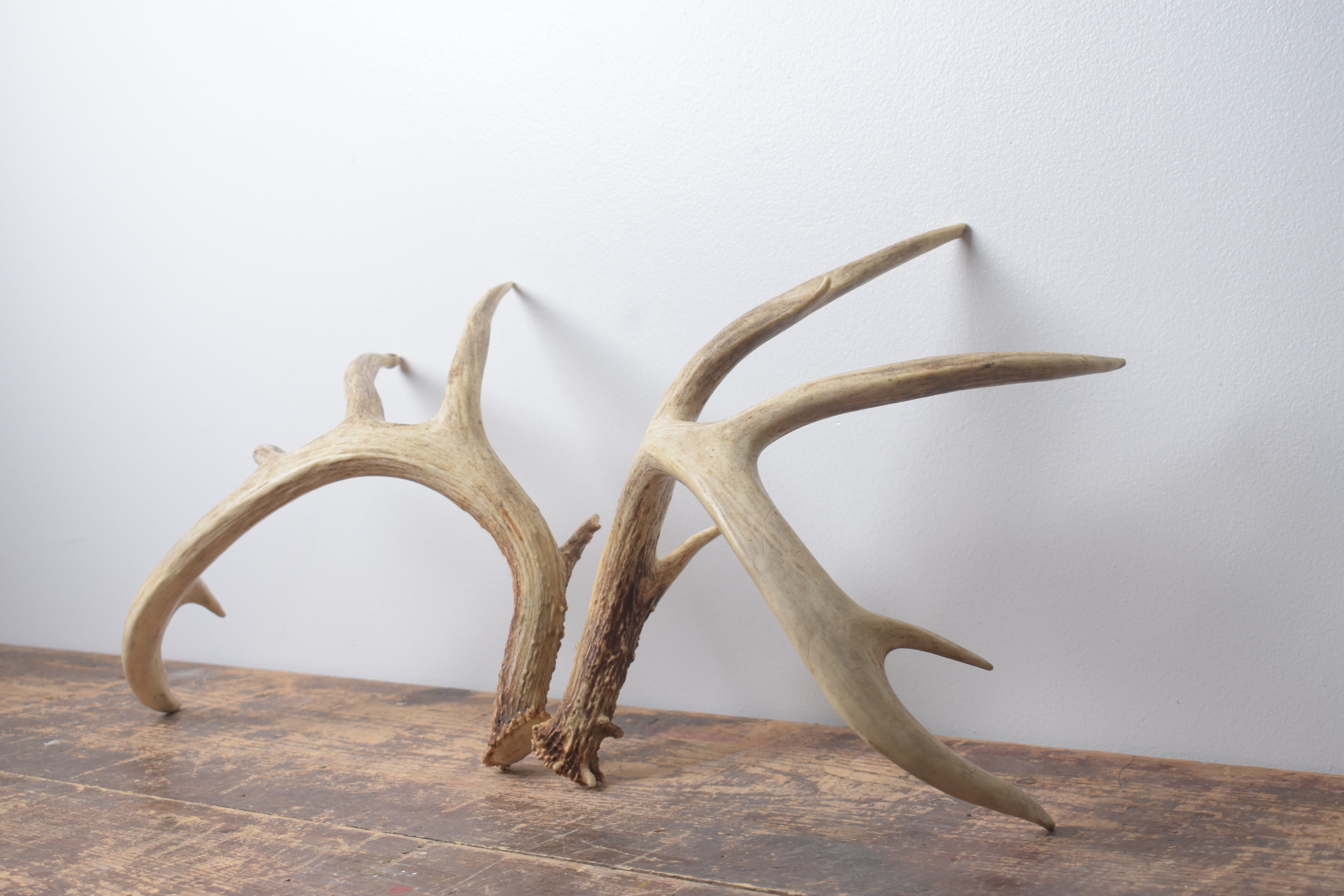 Whitetail Deer Antler Set | Large | 1