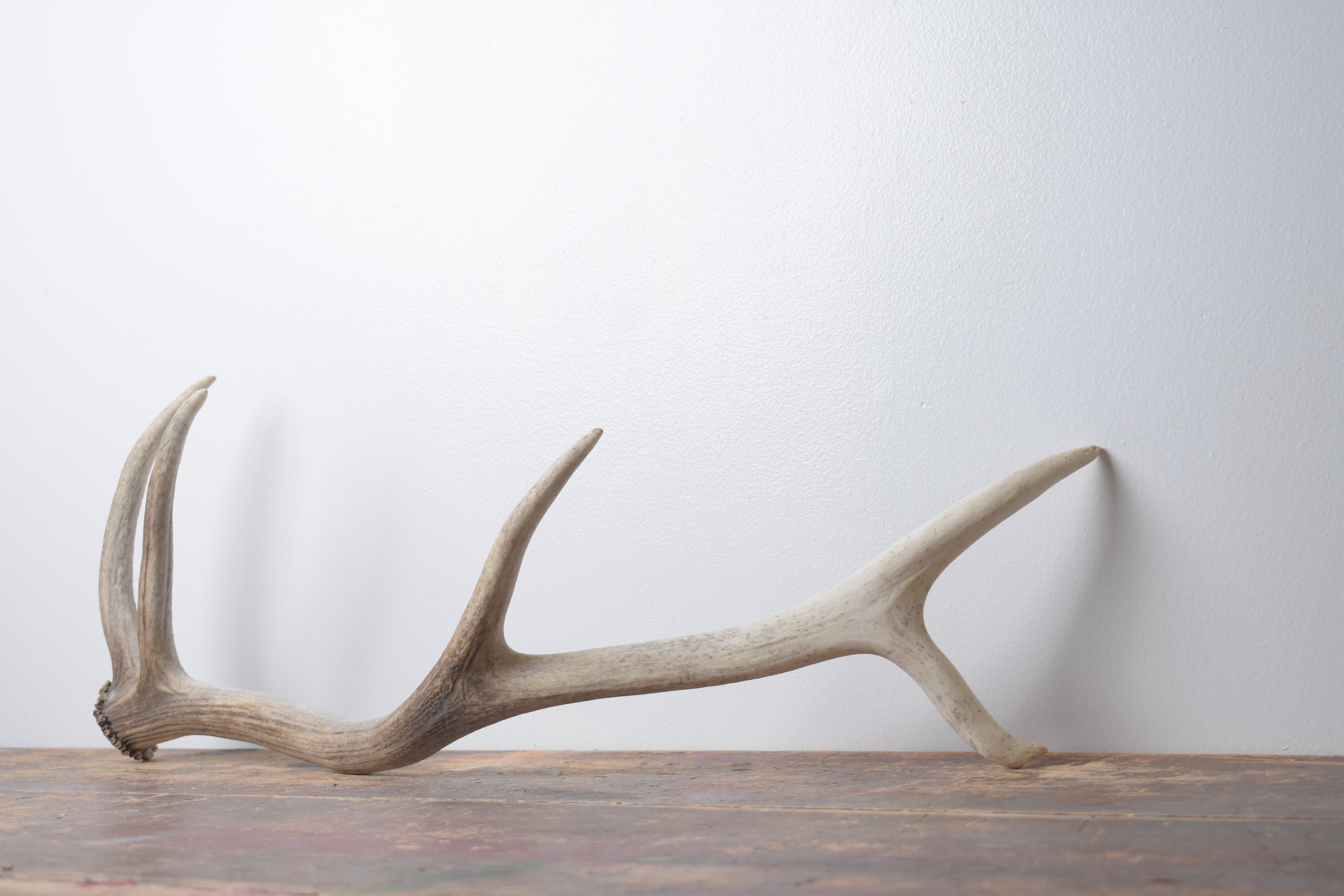 Elk Antler | Small Size | 132