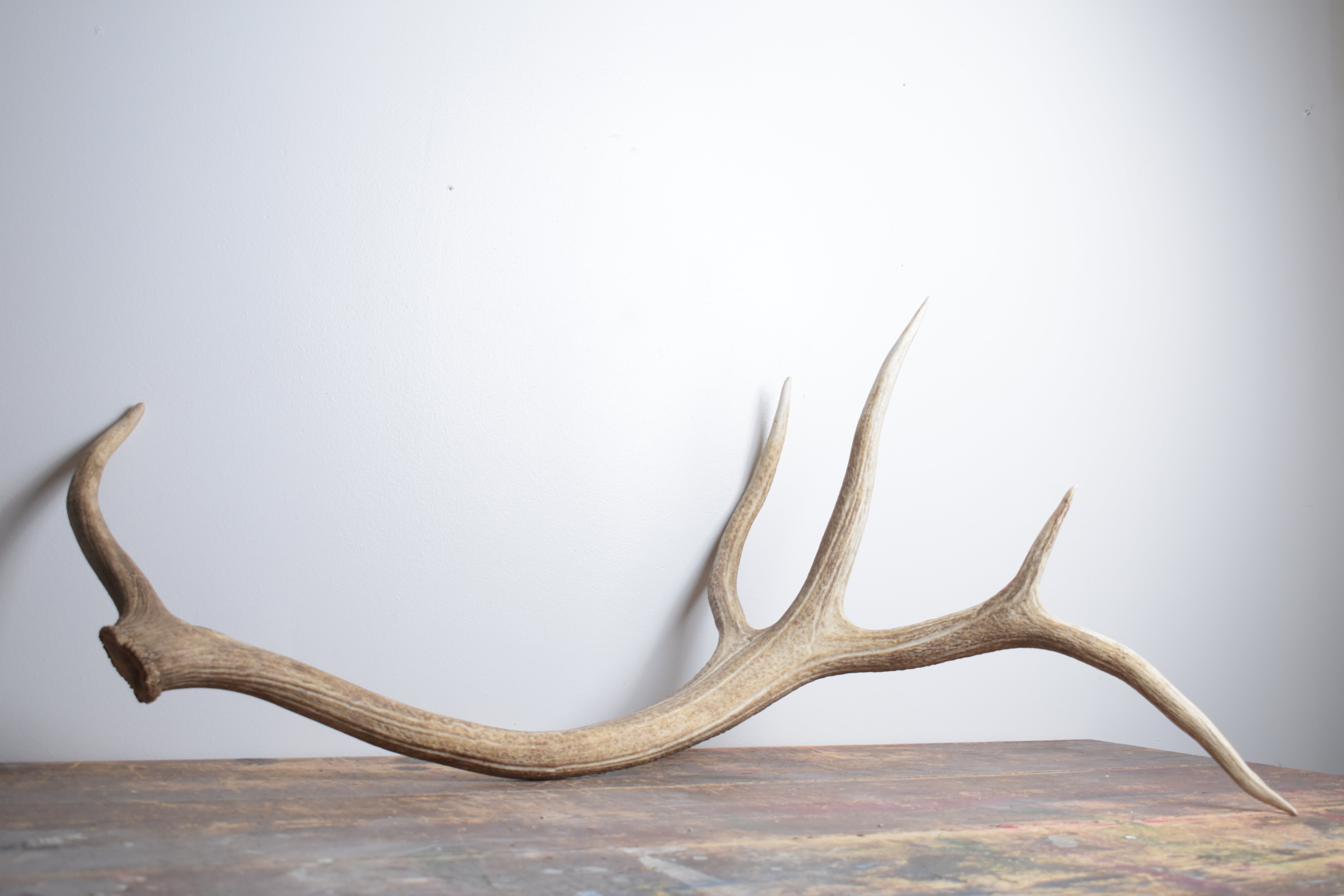 Elk Antler | Extra-Large Size | 175