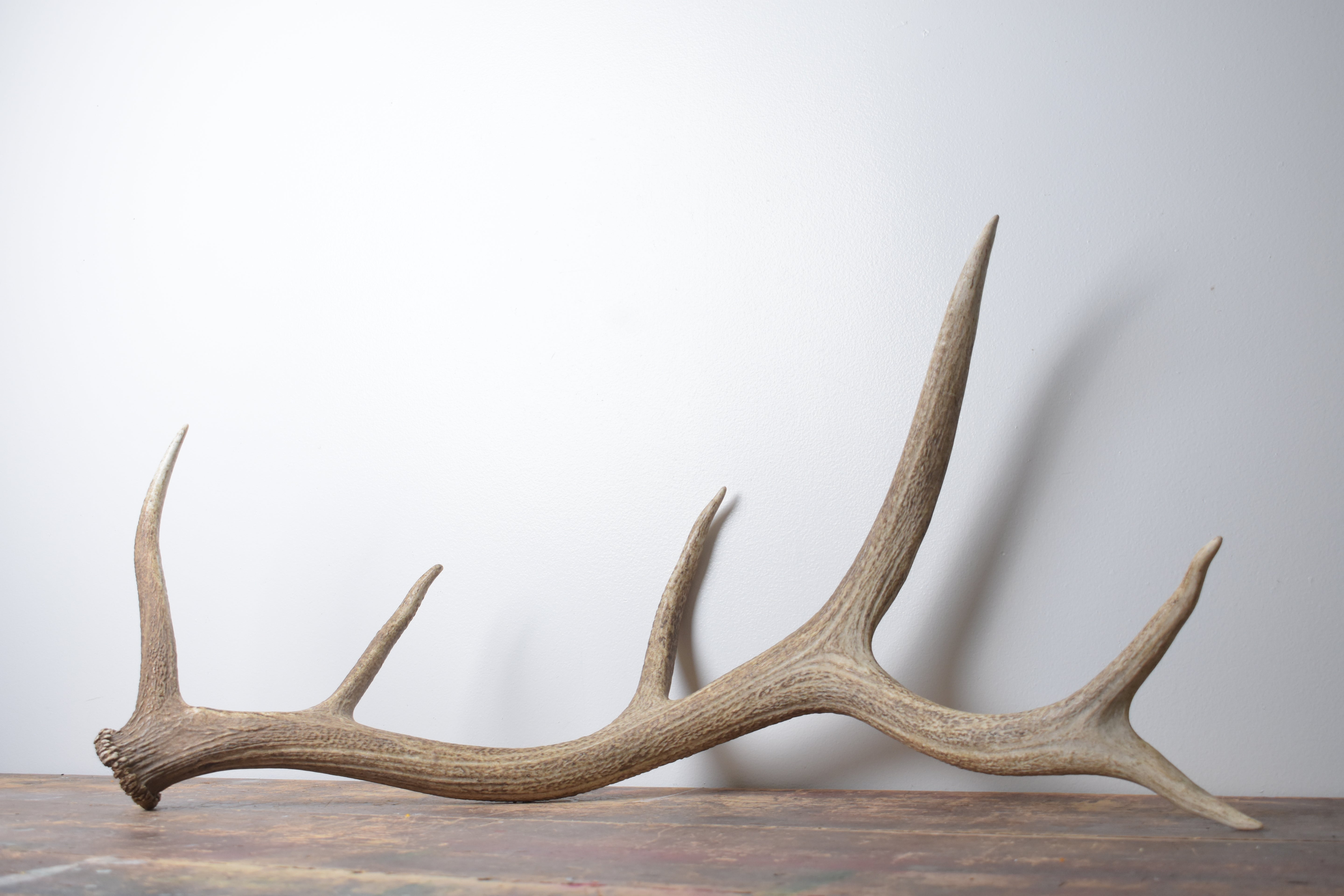 Elk Antler | Large Size | 161
