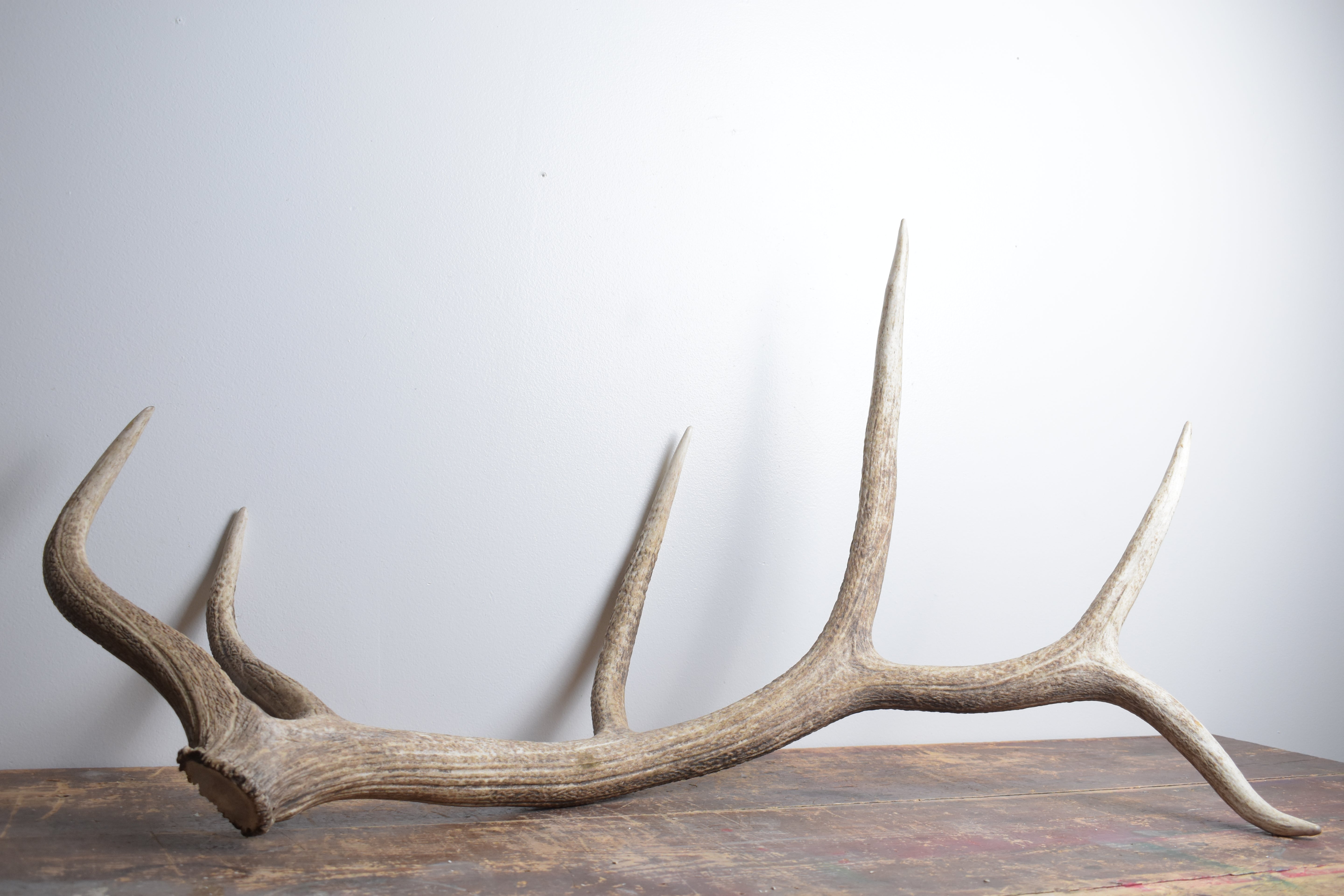 Elk Antler | Extra-Large Size | 174