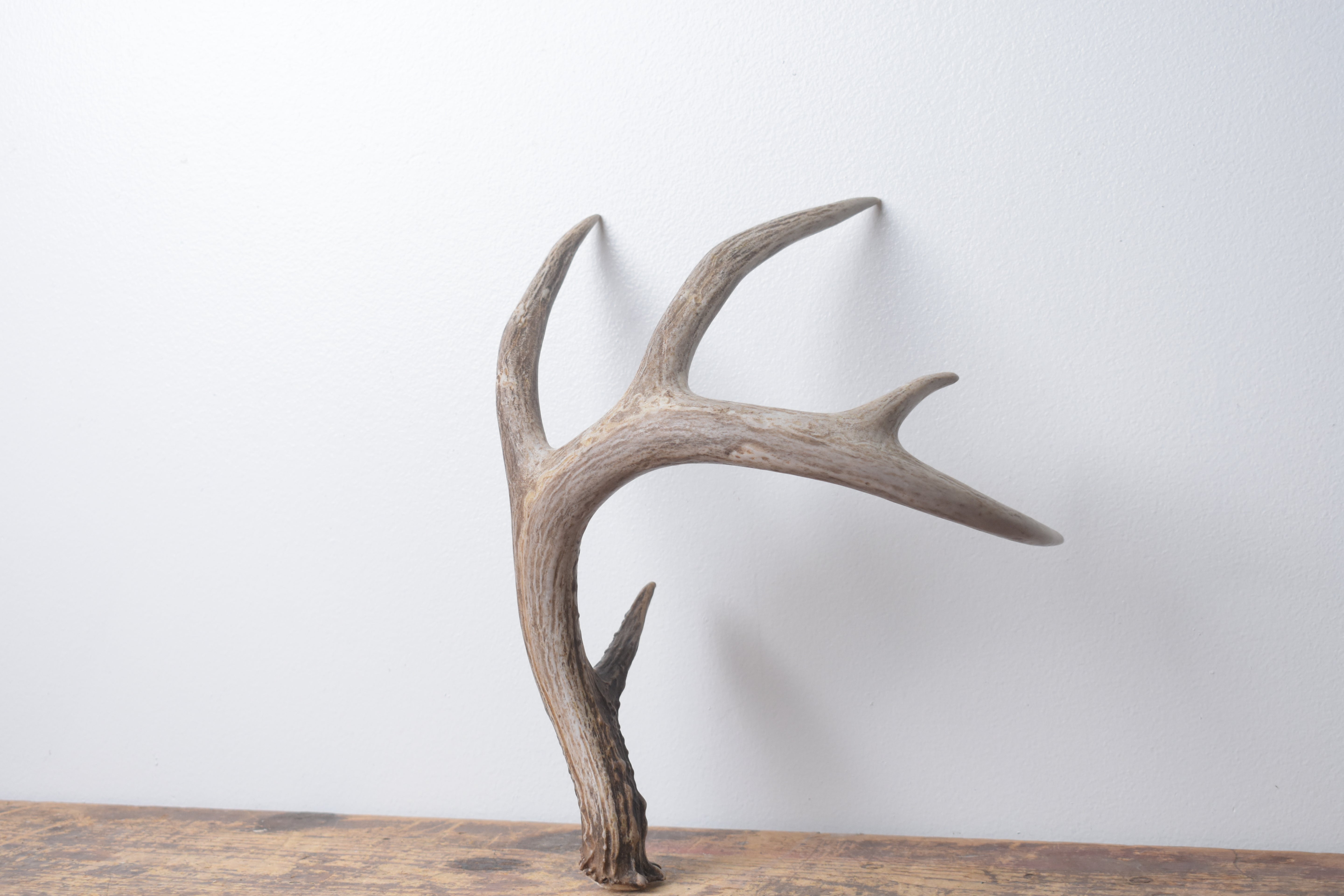 Whitetail Deer Antler | Medium Size | 5
